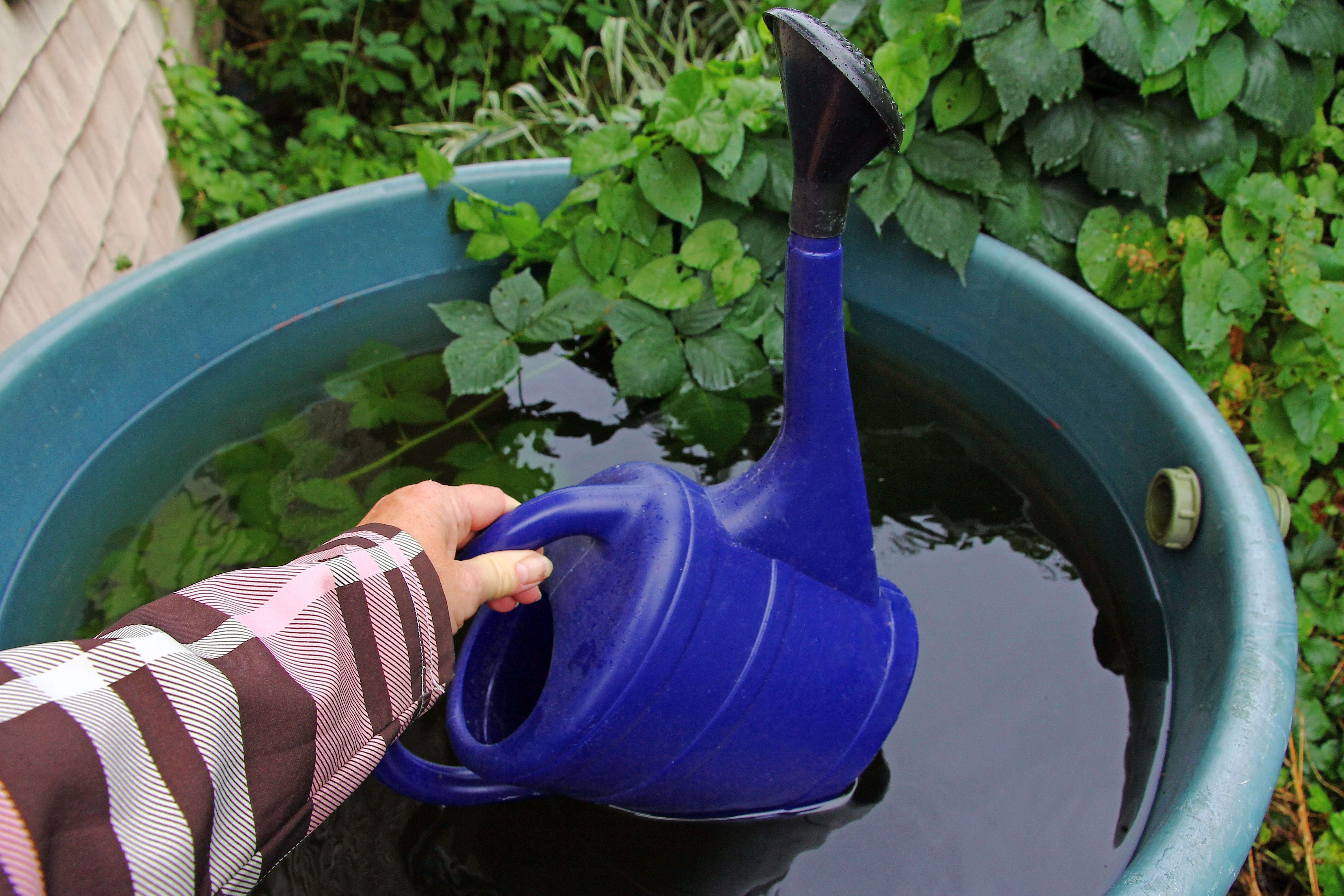 Récupérer les eaux de pluie est bénéfique pour la planète et pour vos dépenses ! Copyright (c) 2023 ShU studio/Shutterstock.