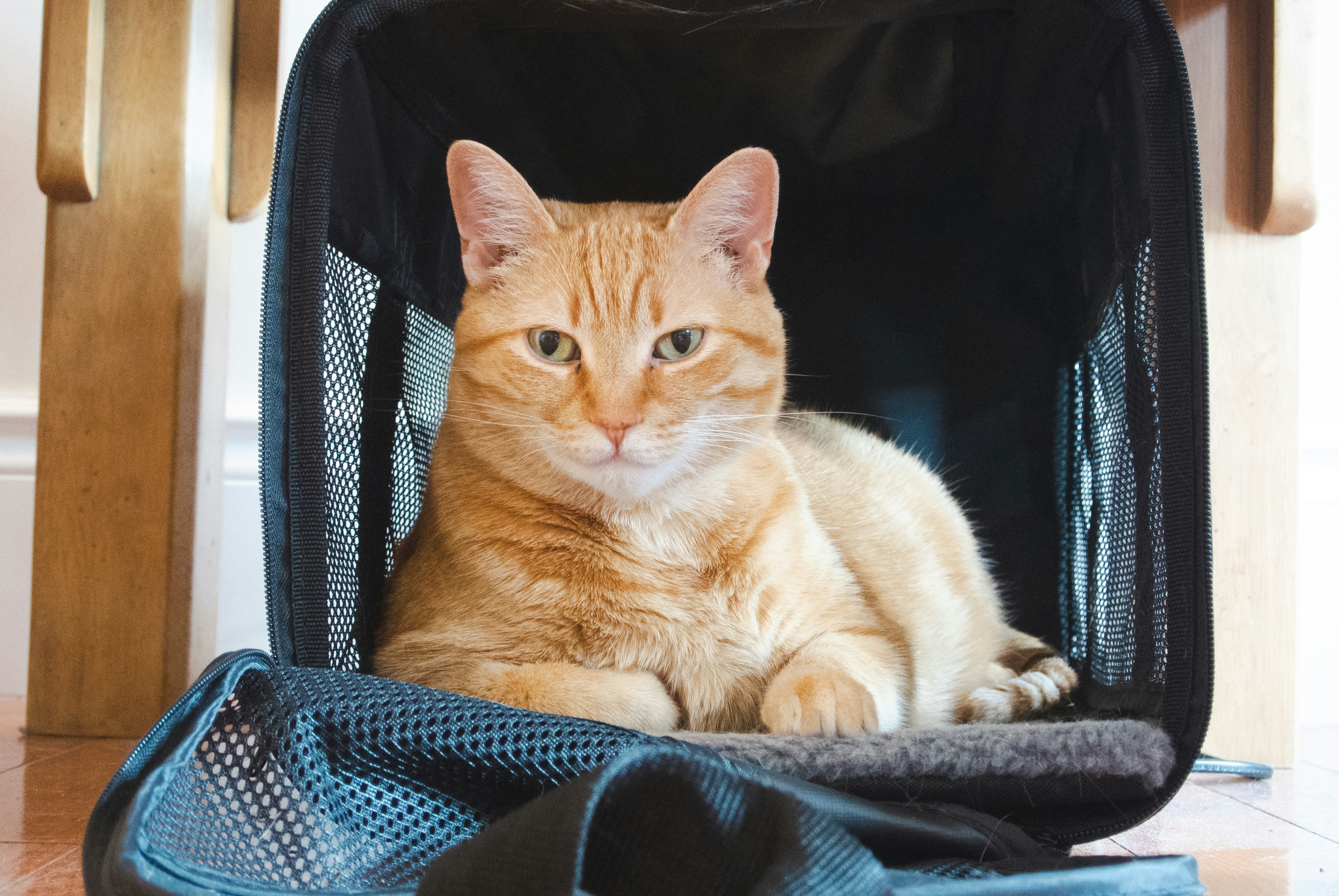 Akinerri Sac De Transport Pliable Pour Chien Ou Chat – Confortable Et Léger – Taille Moyenne