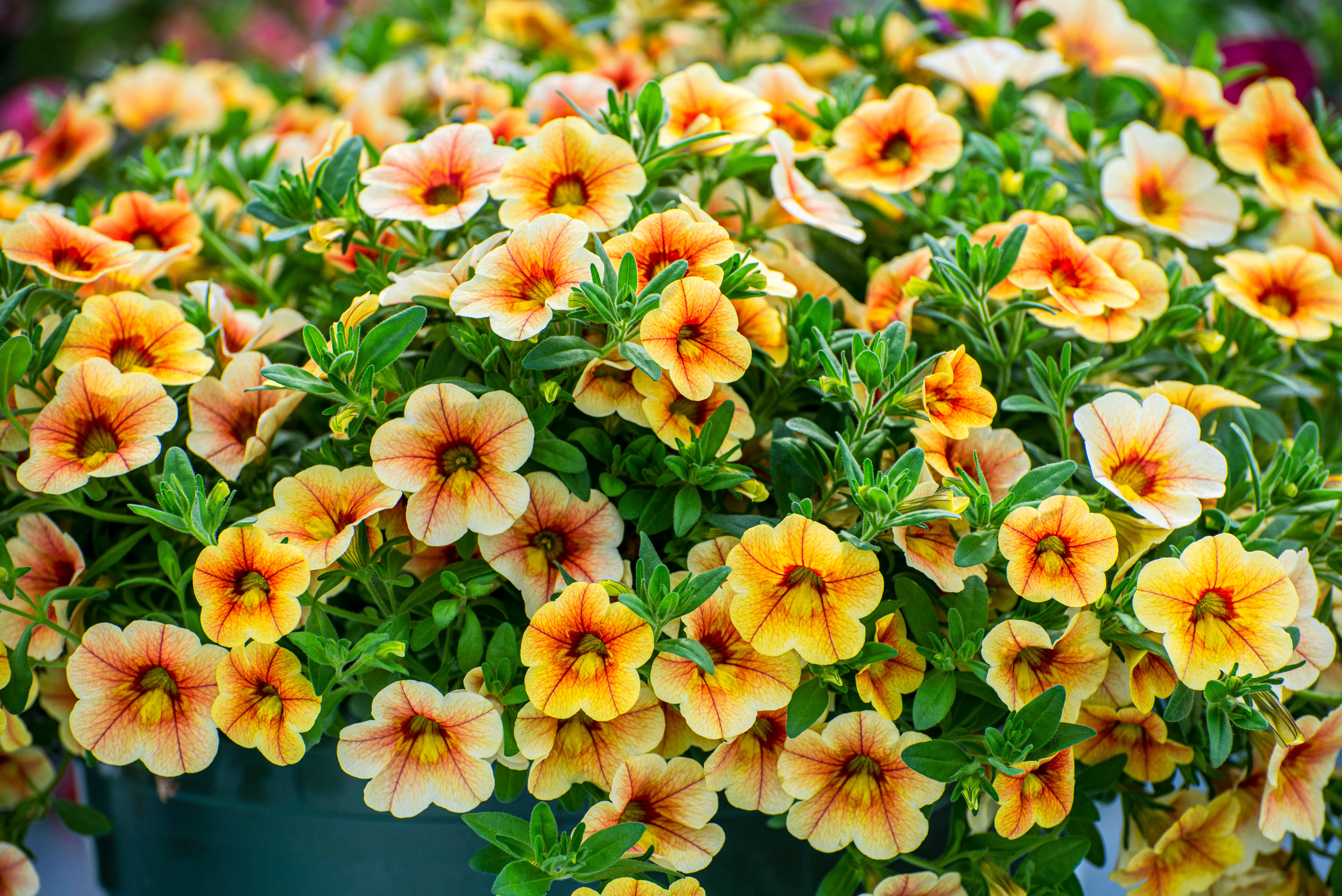 Calibrachoa : des fleurs en clochettes pour de magnifiques suspensions ! Copyright (c) 2021 Christynat/Shutterstock.