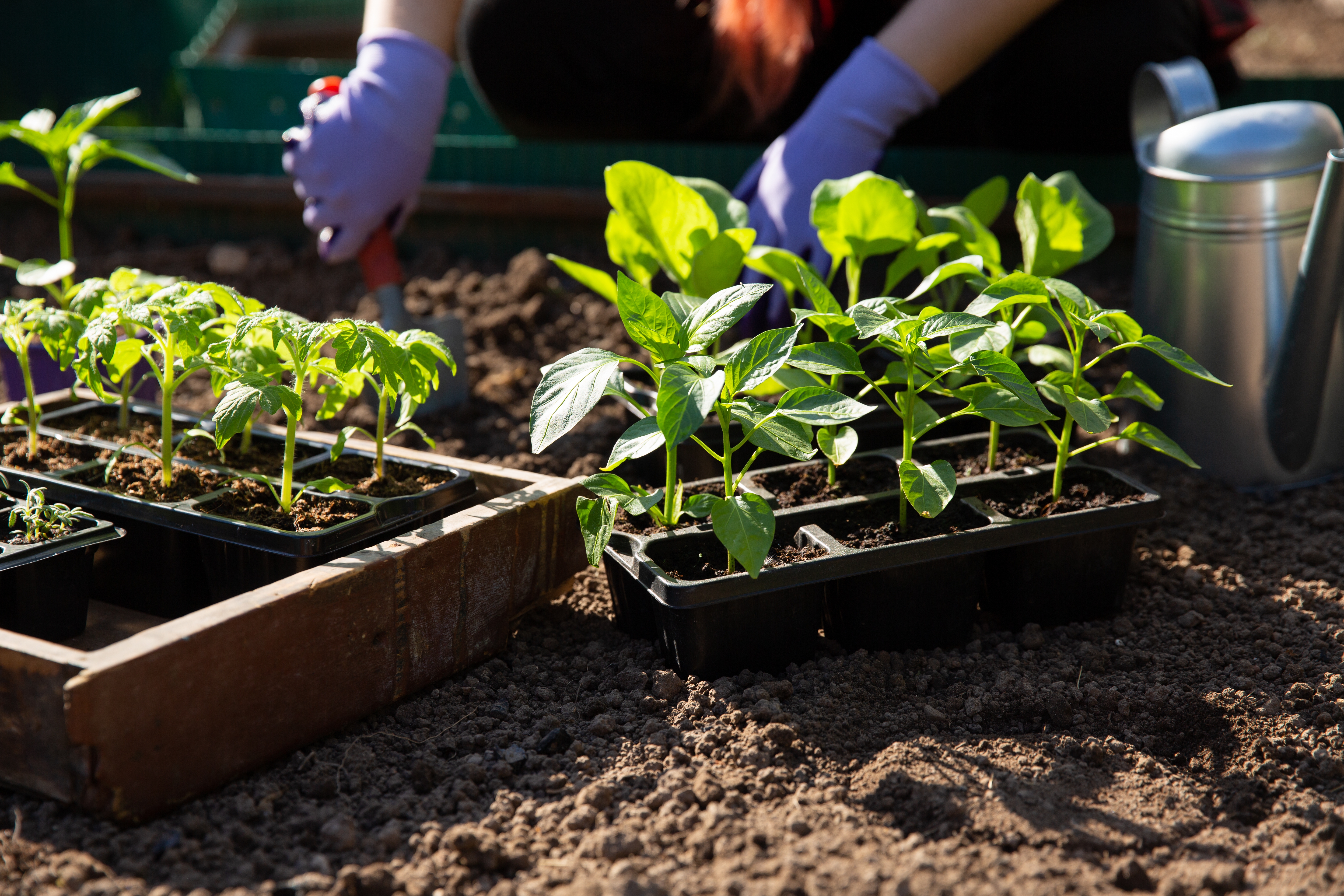 L'aubergine a besoin de soleil et de chaleur pour bien se développer, sans oublier une terre fraîche et humide. Copyright (c) 2022 Geshas/Shutterstock.