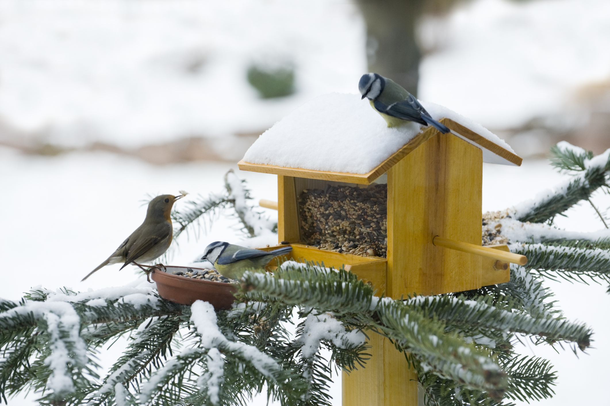 Fabriquez un nichoir pour les oiseaux du jardin - DIY maison à mésange 