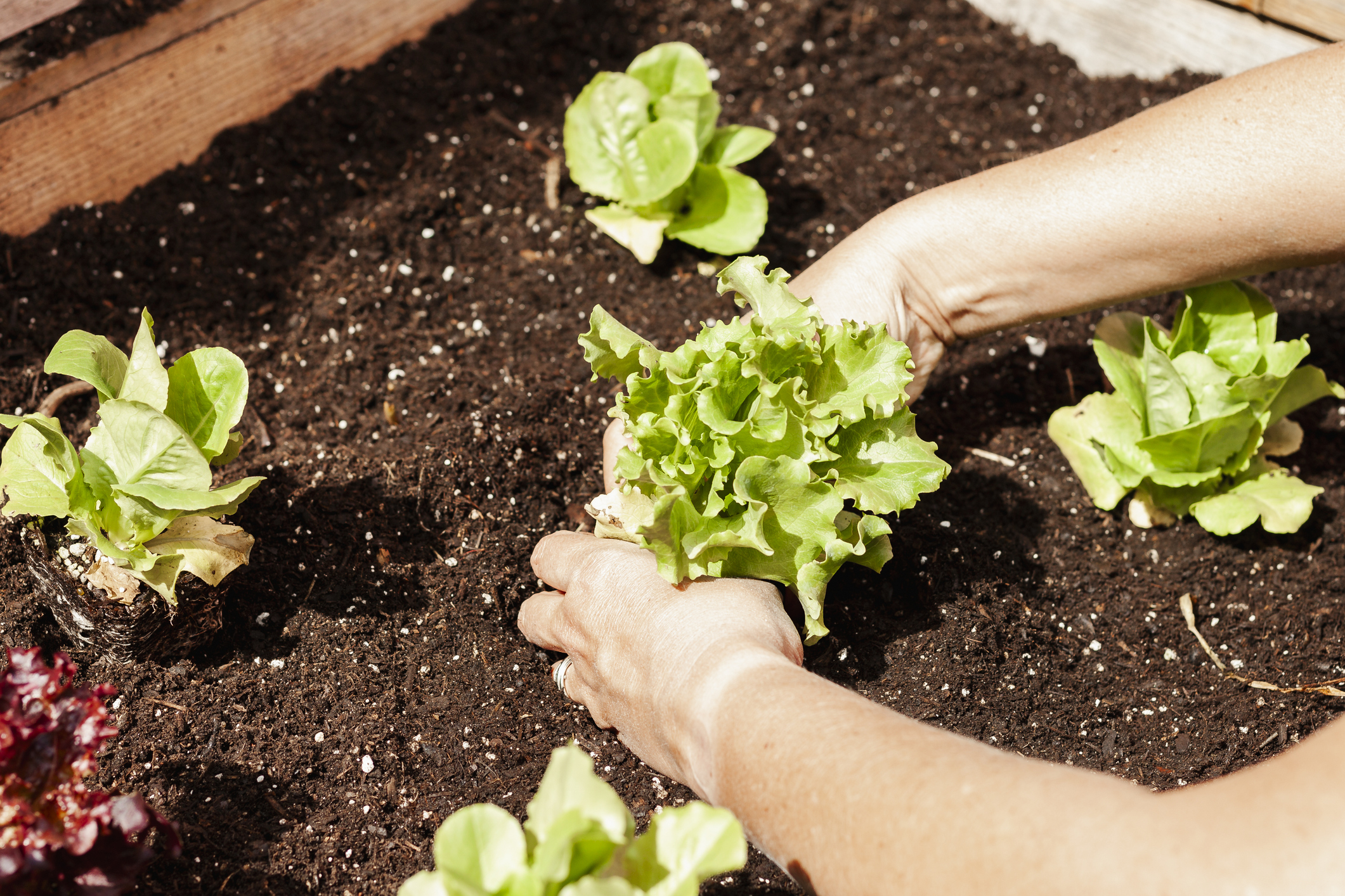 En pleine terre mais aussi en pot sur une terrasse ou un balcon, la salade pousse facilement partout. Copyright (c) Lucian Smoot, All Rights Reserved/Istock.