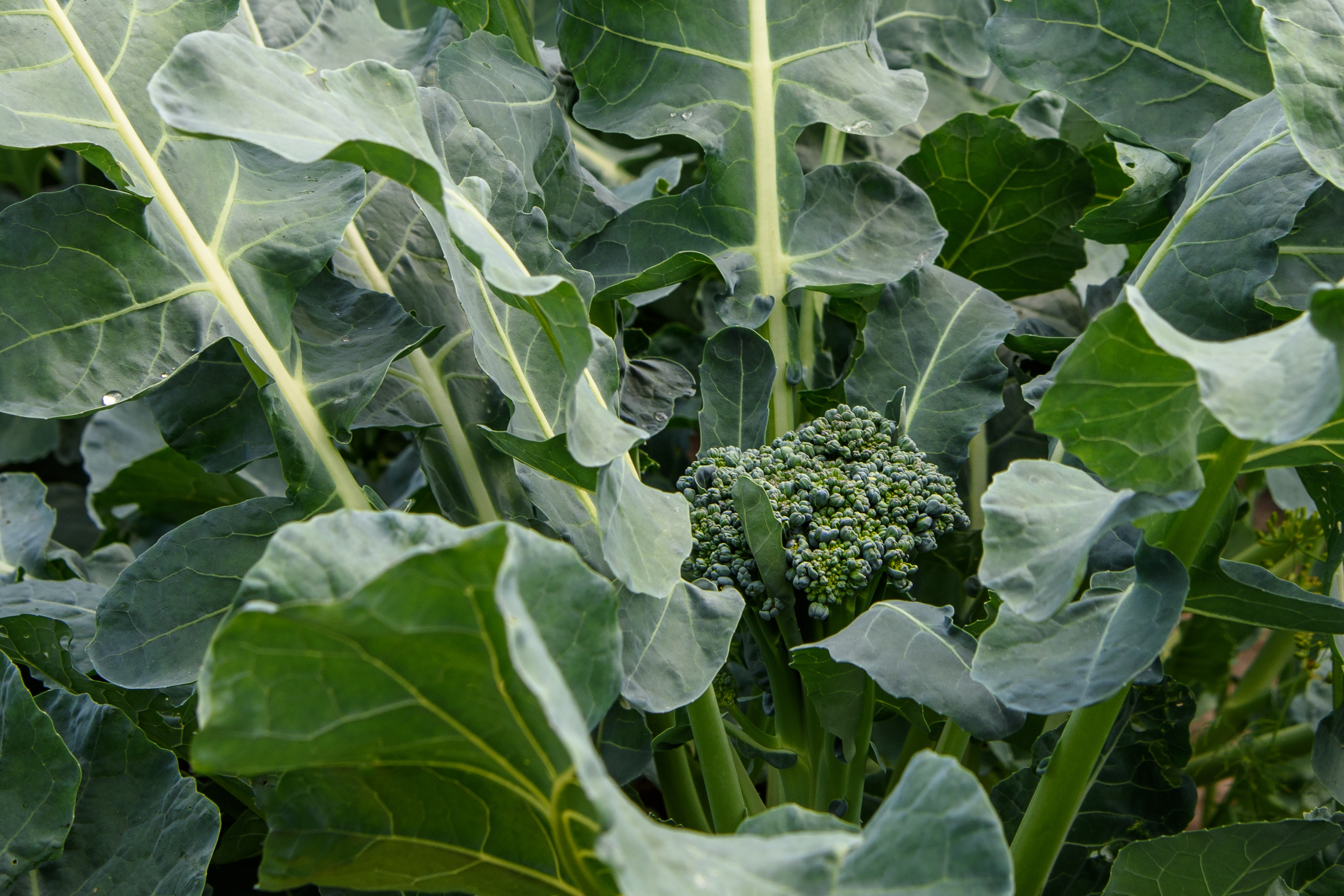 Brocoli : plantation, entretien, soin - Le Parisien Jardin