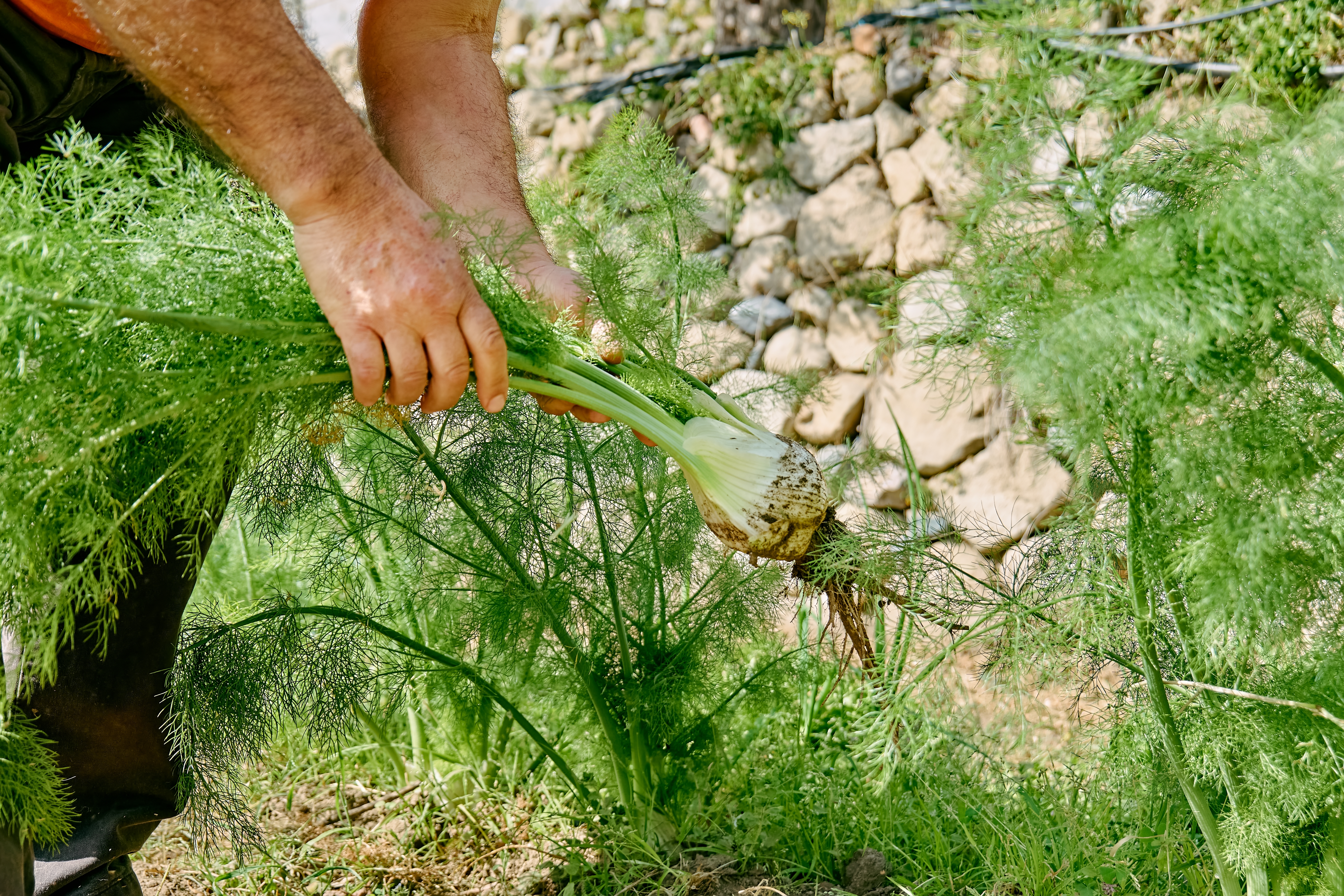 galangal plant Galangal Plant 'Greater'  Incredible Edible Landscapes