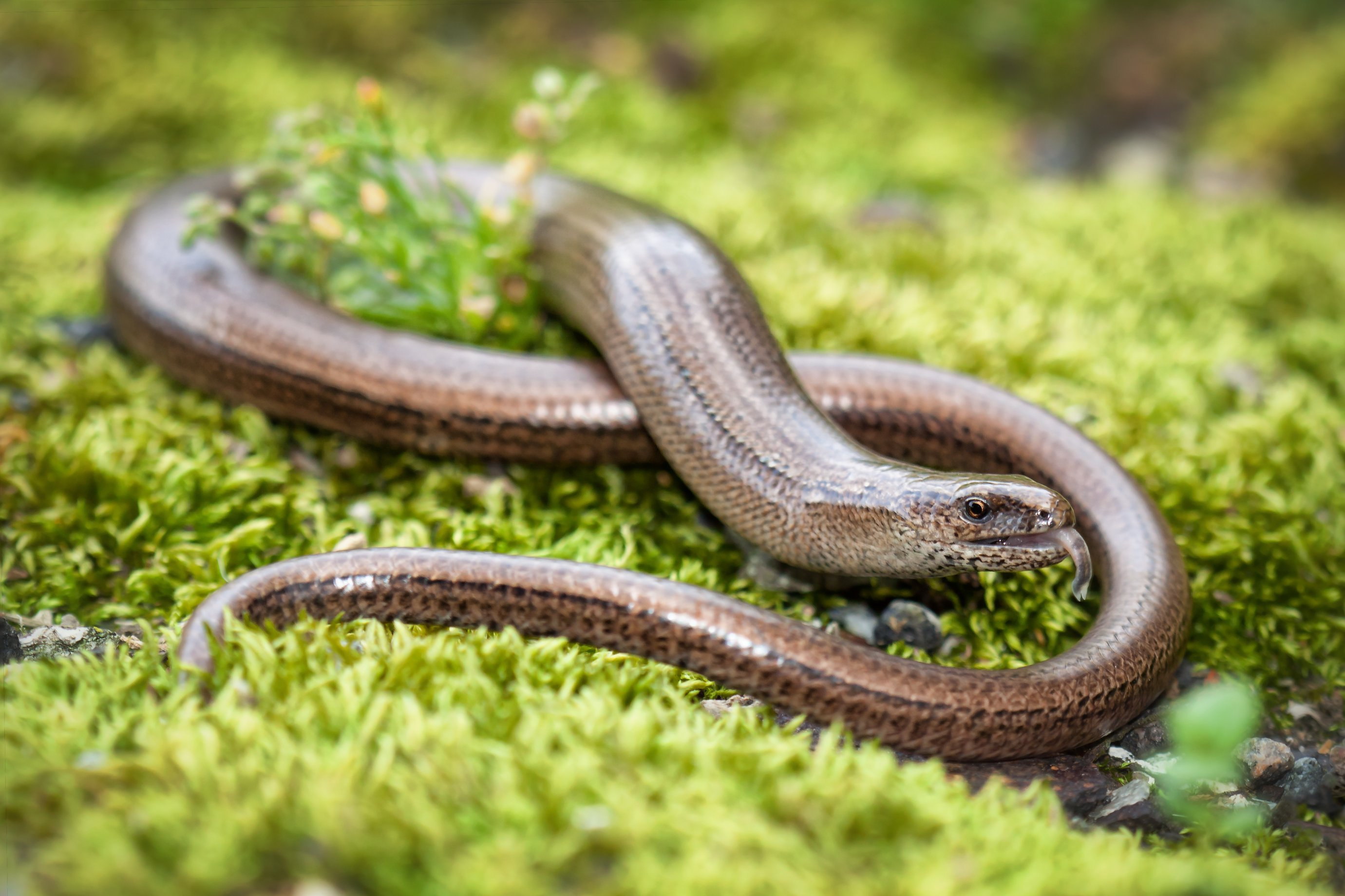 Un orvet est un lézard sans pattes d’aspect lisse et brillant dont la tête se distingue peu du corps. Copyright (c) 2013 Kristian Bell/ Istock