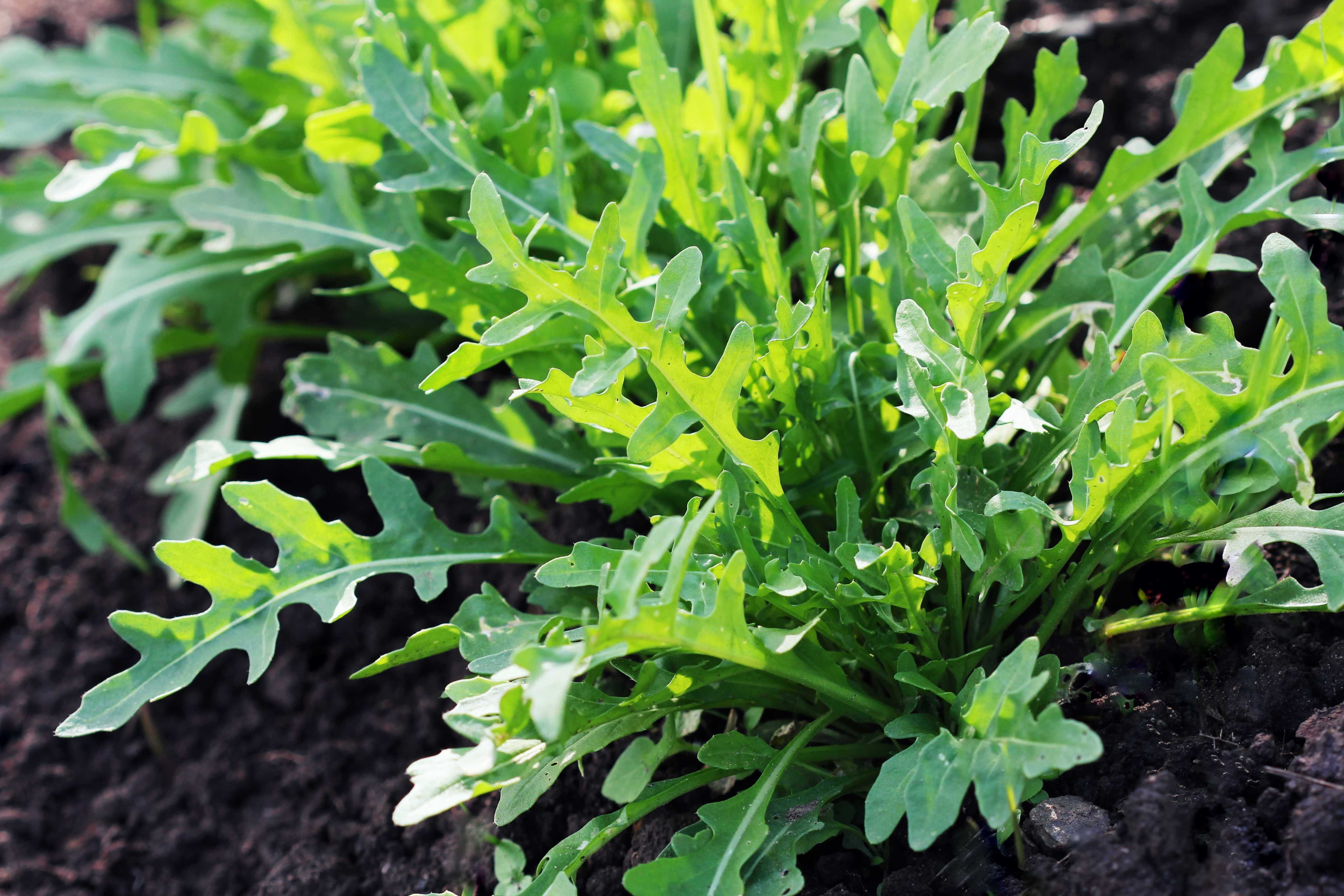 La roquette est une plante herbacée annuelle excellente en salade ou en aromate, appréciée par les chefs de cuisine pour son goût piquant et poivré. Copyright (c) 2017 vaivirga/Shutterstock.