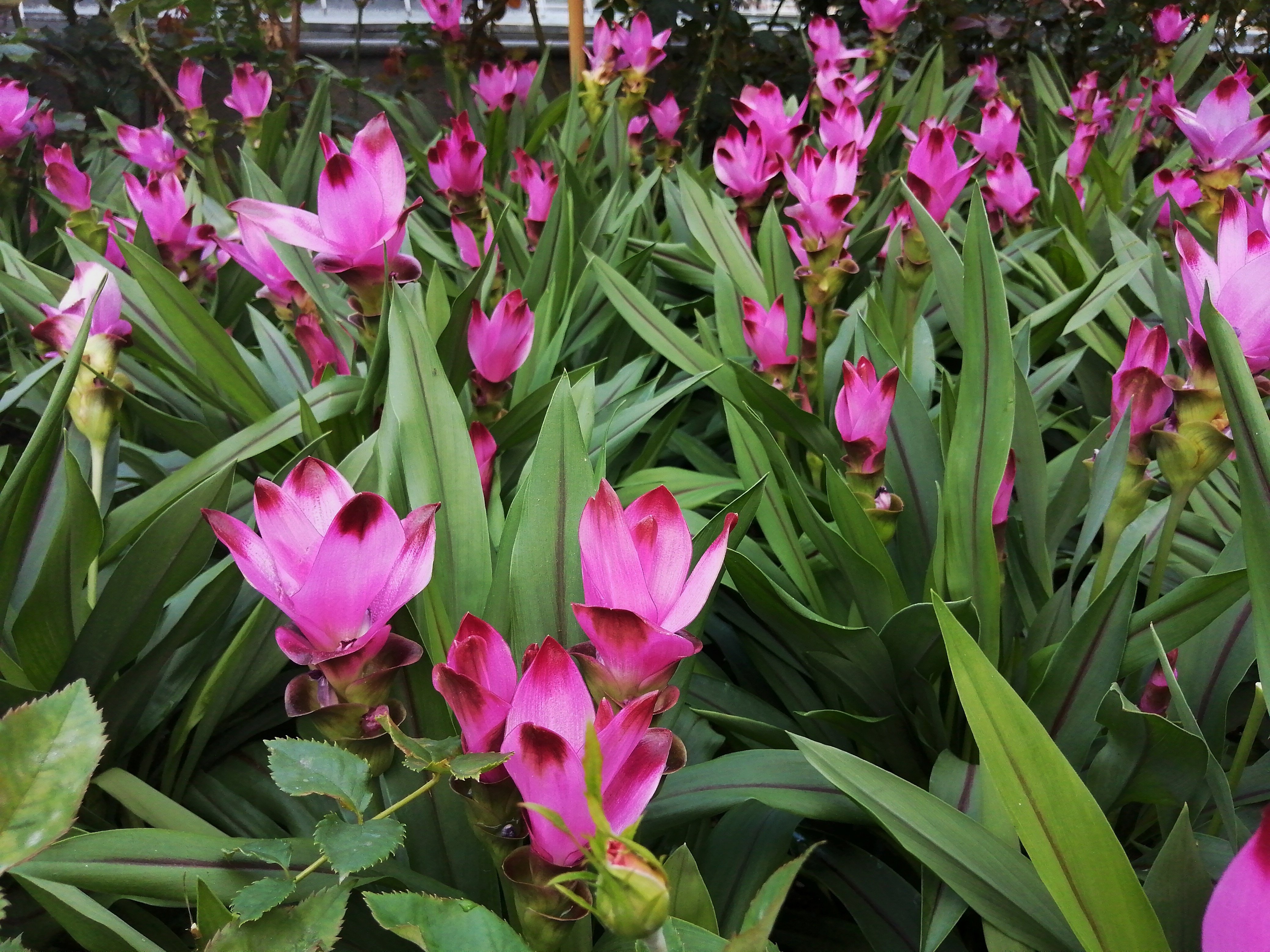 Curcuma : plantation, entretien, soin - Le Parisien Jardin