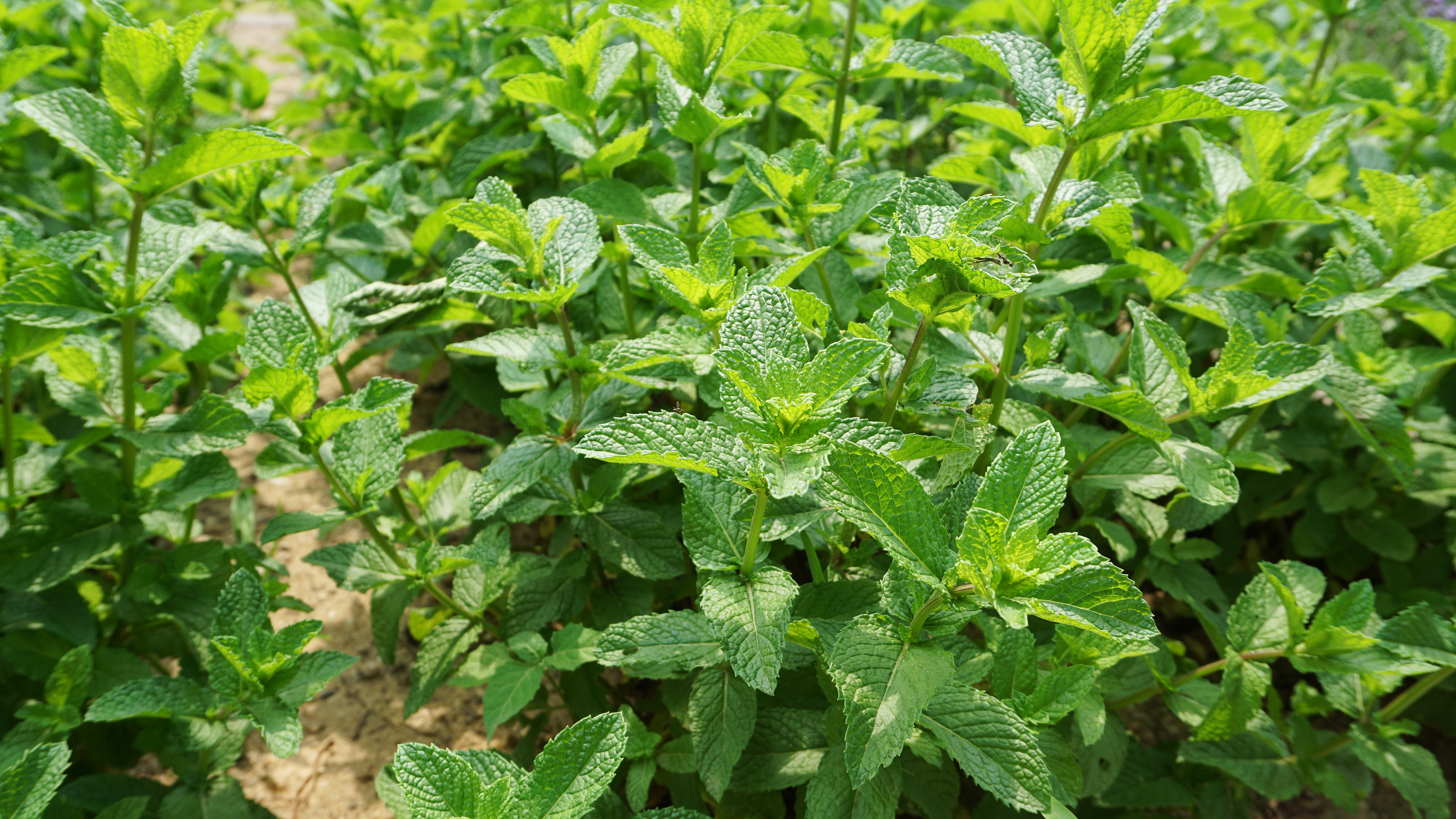 Qu’on la plante en pot ou en pleine terre, la menthe est une plante aromatique très facile à faire pousser ! Copyright (c) 2020 Hikko.ne/Shutterstock.