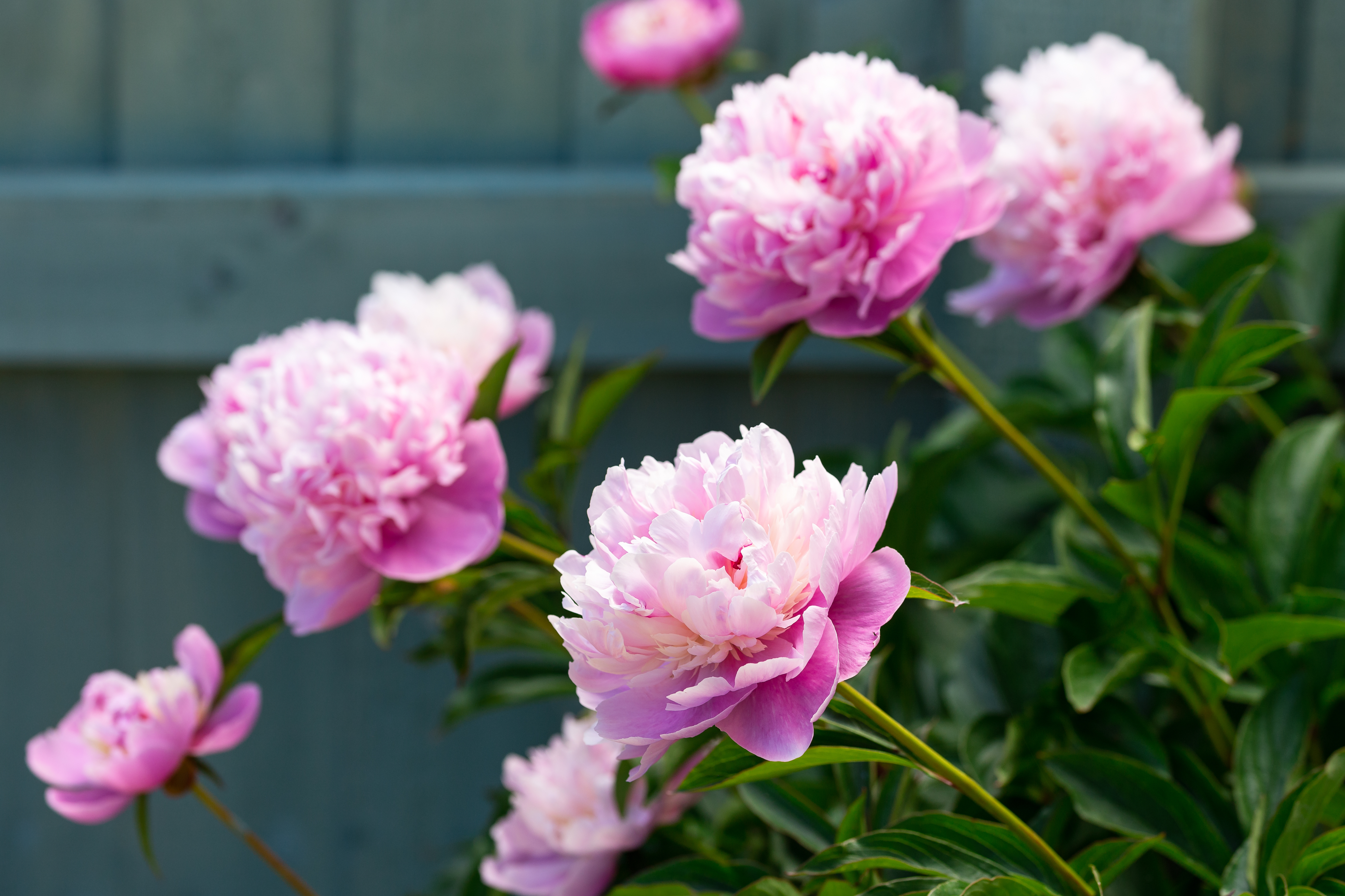 Dotée de fleurs opulentes et souvent parfumées, la pivoine de Chine est un grand classique des jardins ! Copyright (c) 2021 Max_555/Shutterstock.