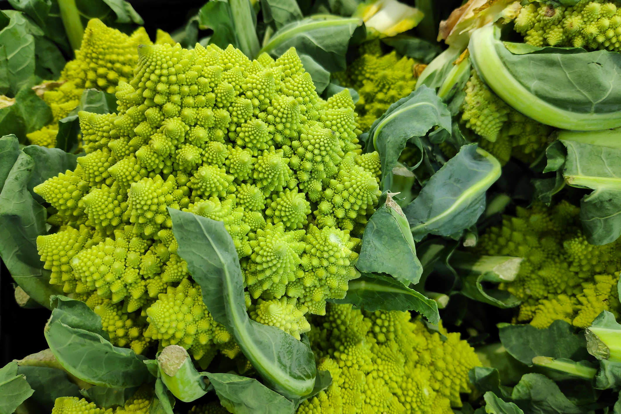 Le chou romanesco est une variété originale et élégante avec ses têtes géométriques finement découpées. Copyright (c) Gwengoat/ Istock