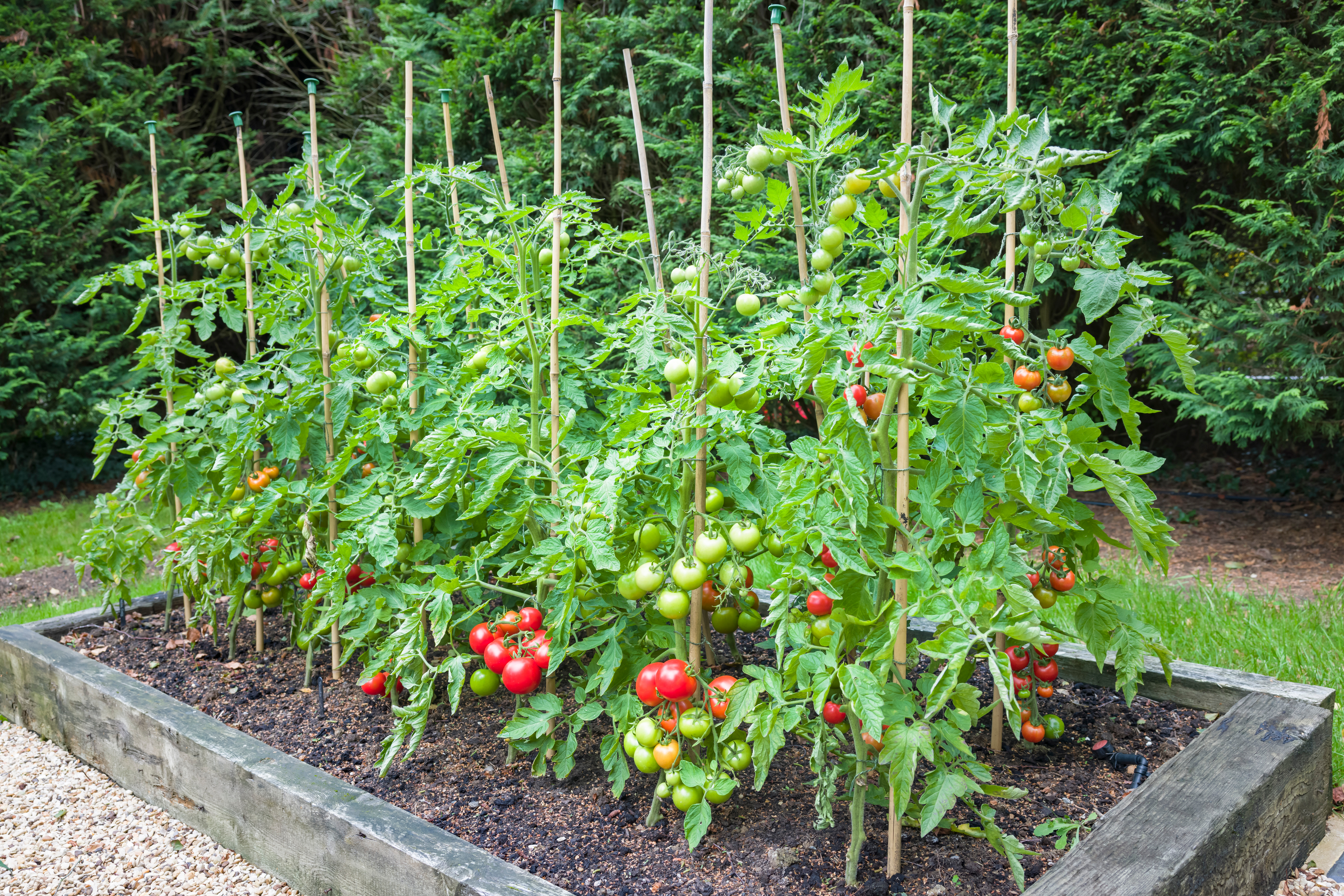 Les tomates sont incontournables dans le potager, si la plantation en tant que telle n’est pas bien compliquée, le positionnement des plants de tomates peut s’avérer essentiel. Copyright (c) 2021 Paul Maguire/Shutterstock.