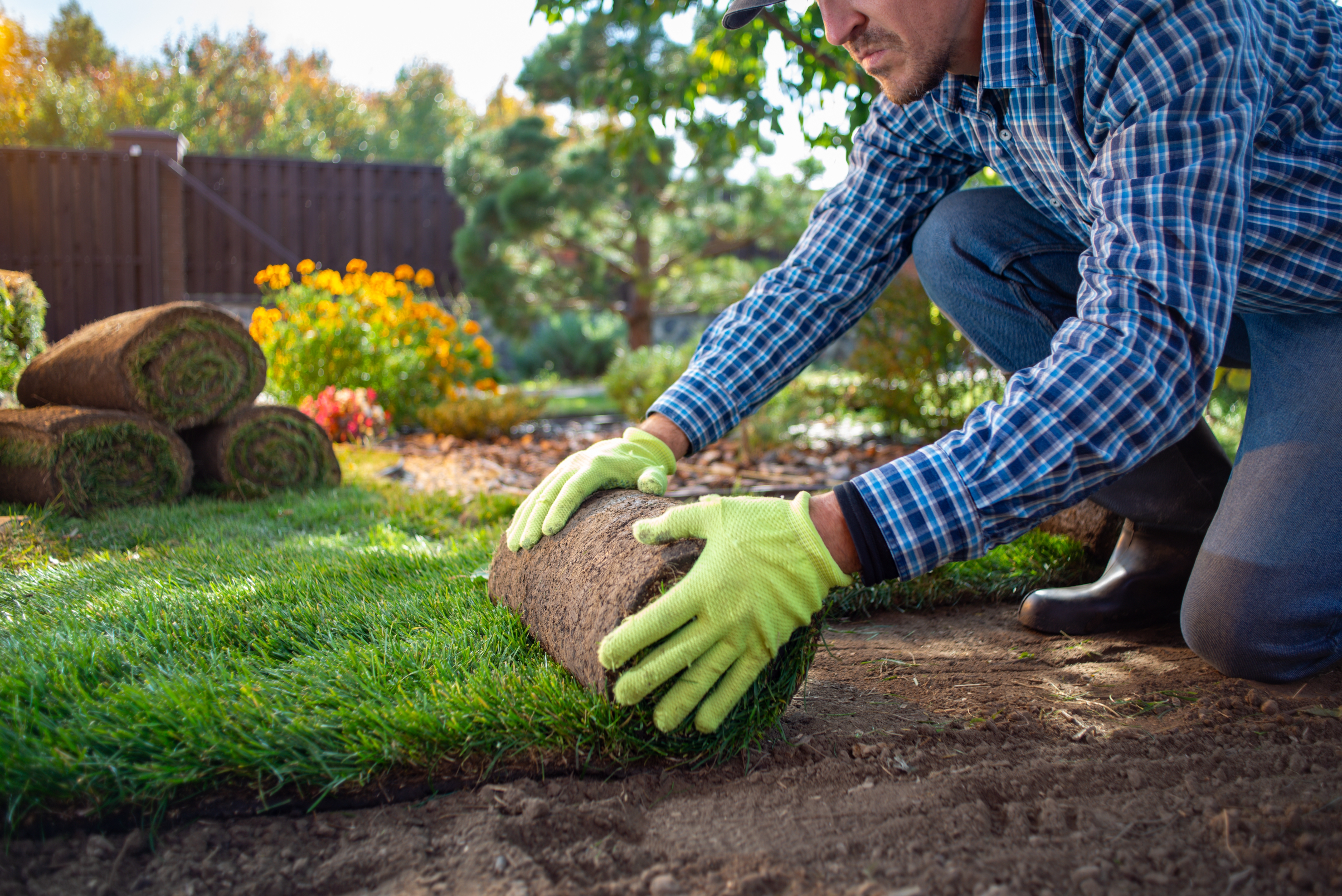 Le gazon en rouleau est très populaire au jardin, créant rapidement un espace de verdure. Copyright (c) 2023 Serhii Krot/Shutterstock