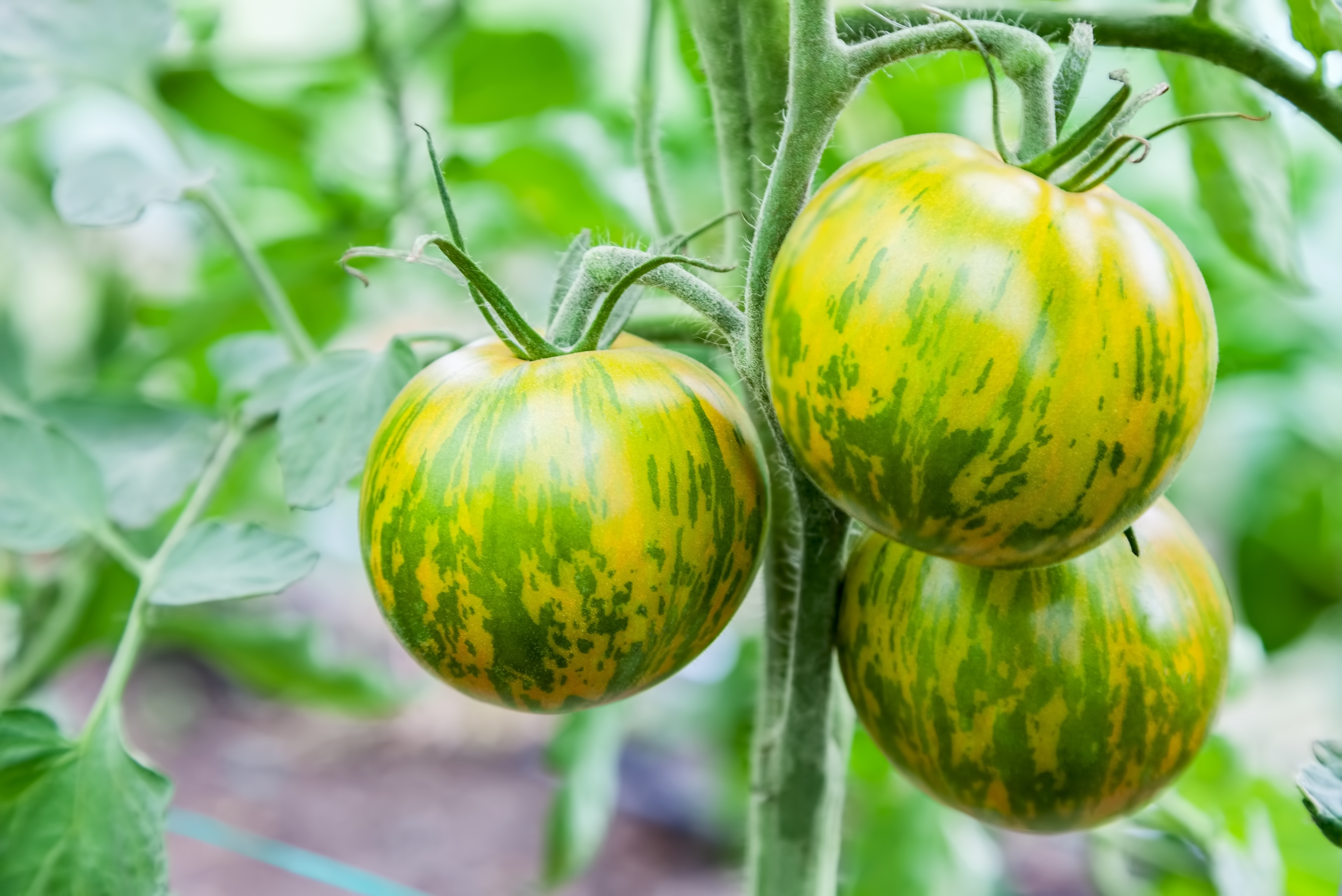 La tomate verte zébrée est une variété de tomate surprenante, à la peau verte et rayée, qui se récolte à la mi-saison. Copyright (c) 2017 Vadym Zaitsev/Shutterstock.