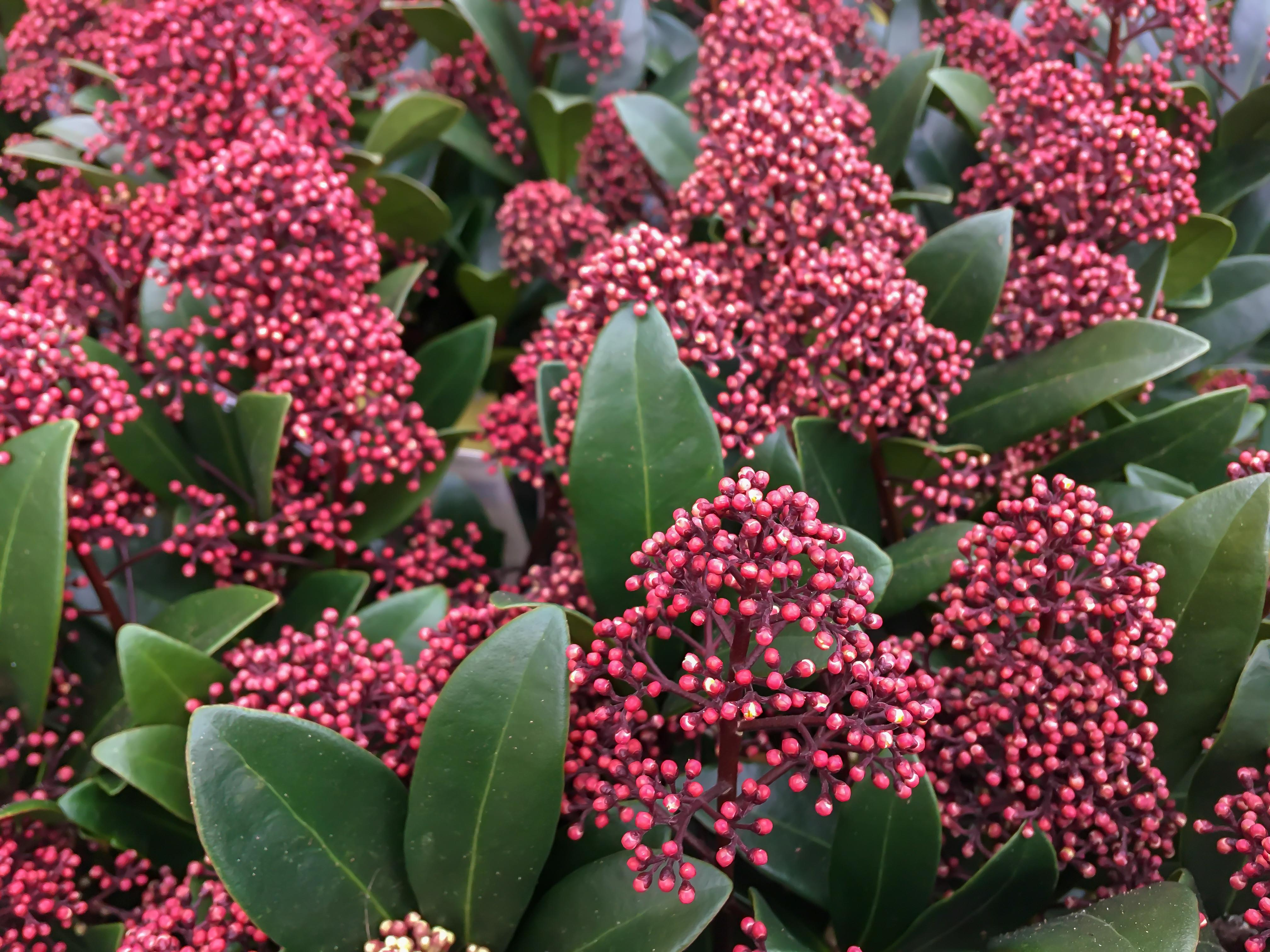Le Skimmia japonica, un arbuste décoratif toute l’année