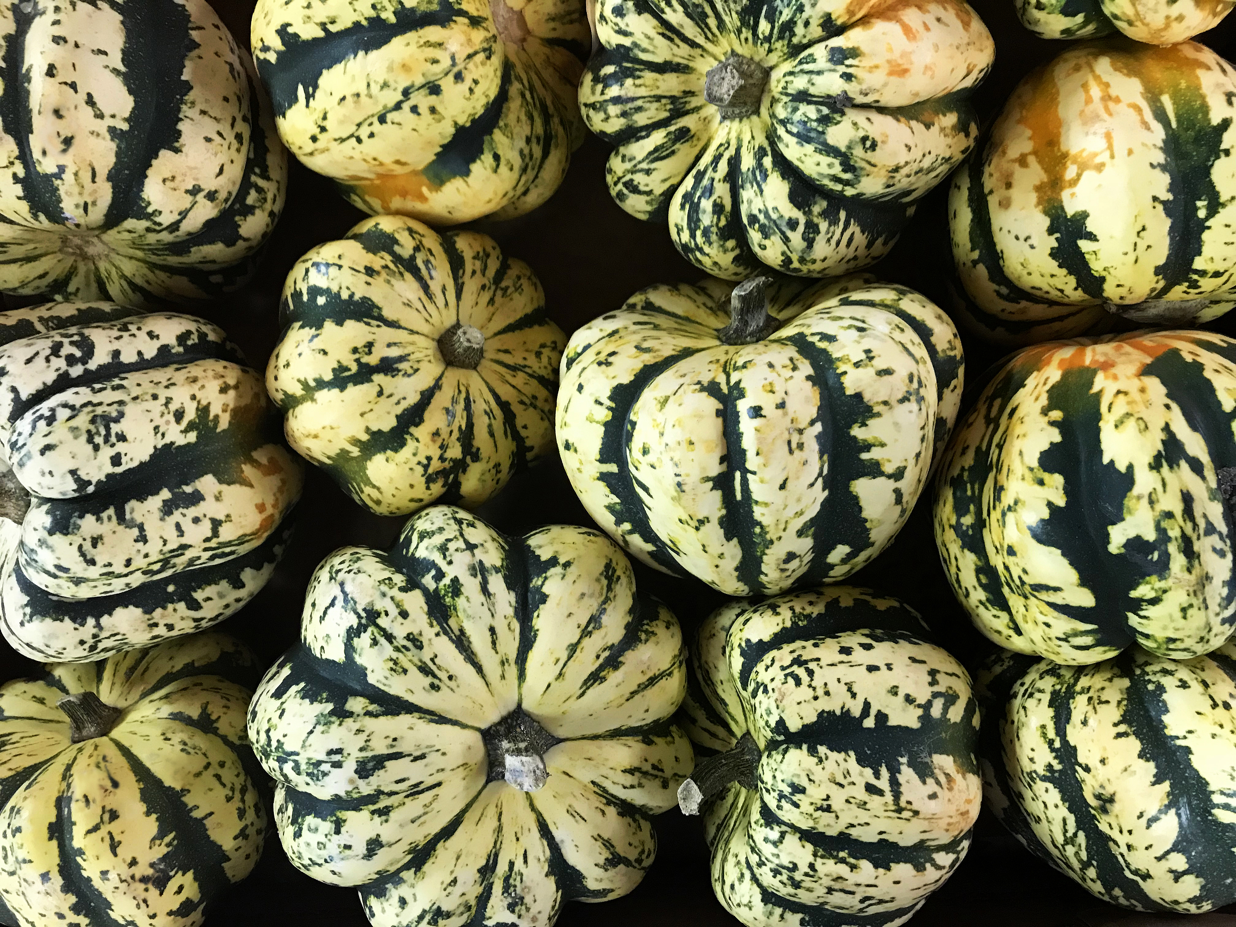 La courge patidou sweet dumpling est l’une des cucurbitacées les plus savoureuses et sucrées ! Copyright (c) Zen Rial/Istock.