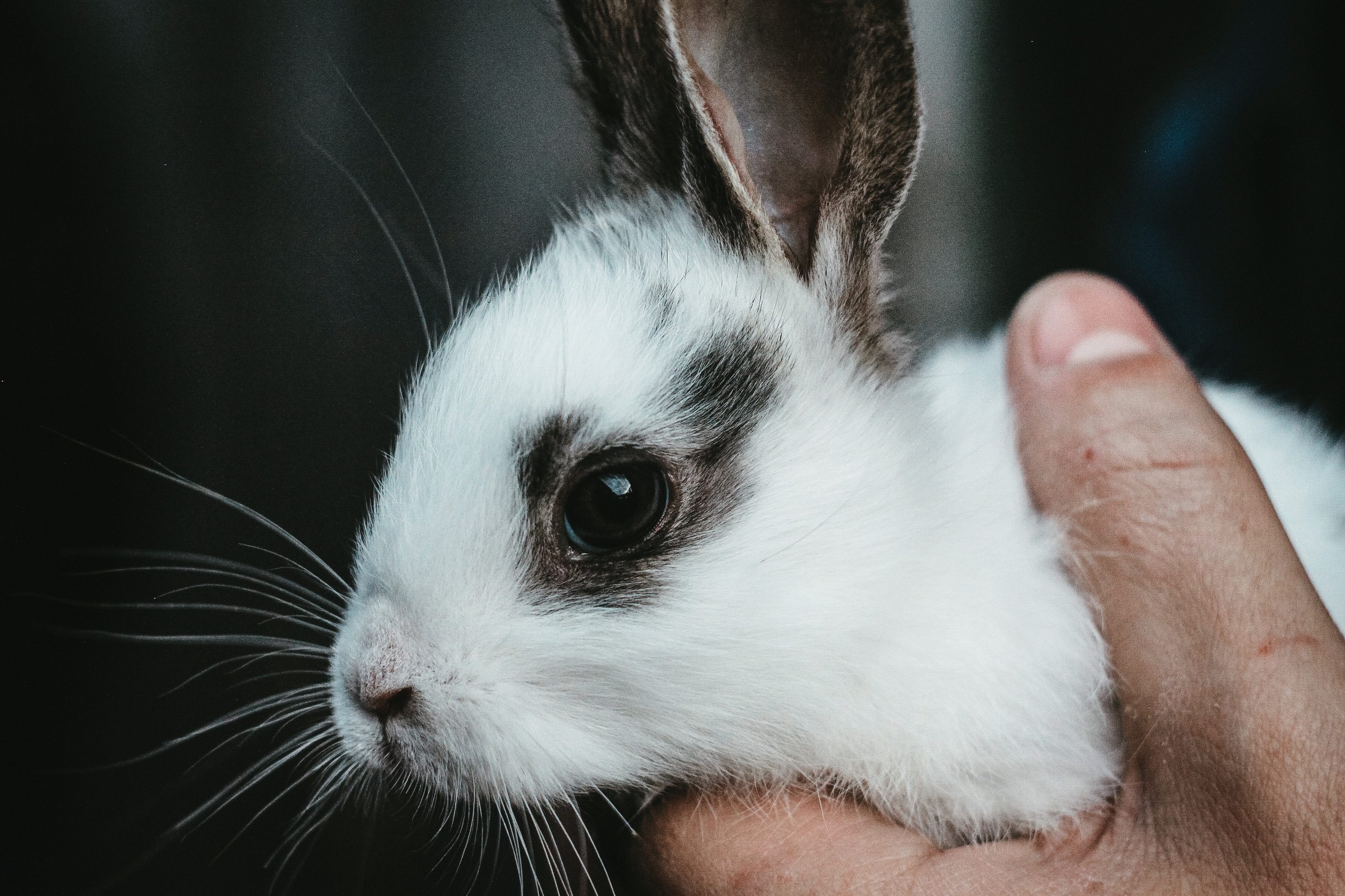 Assurance : Que faut-il savoir avant d'acheter un lapin? - Le Parisien
