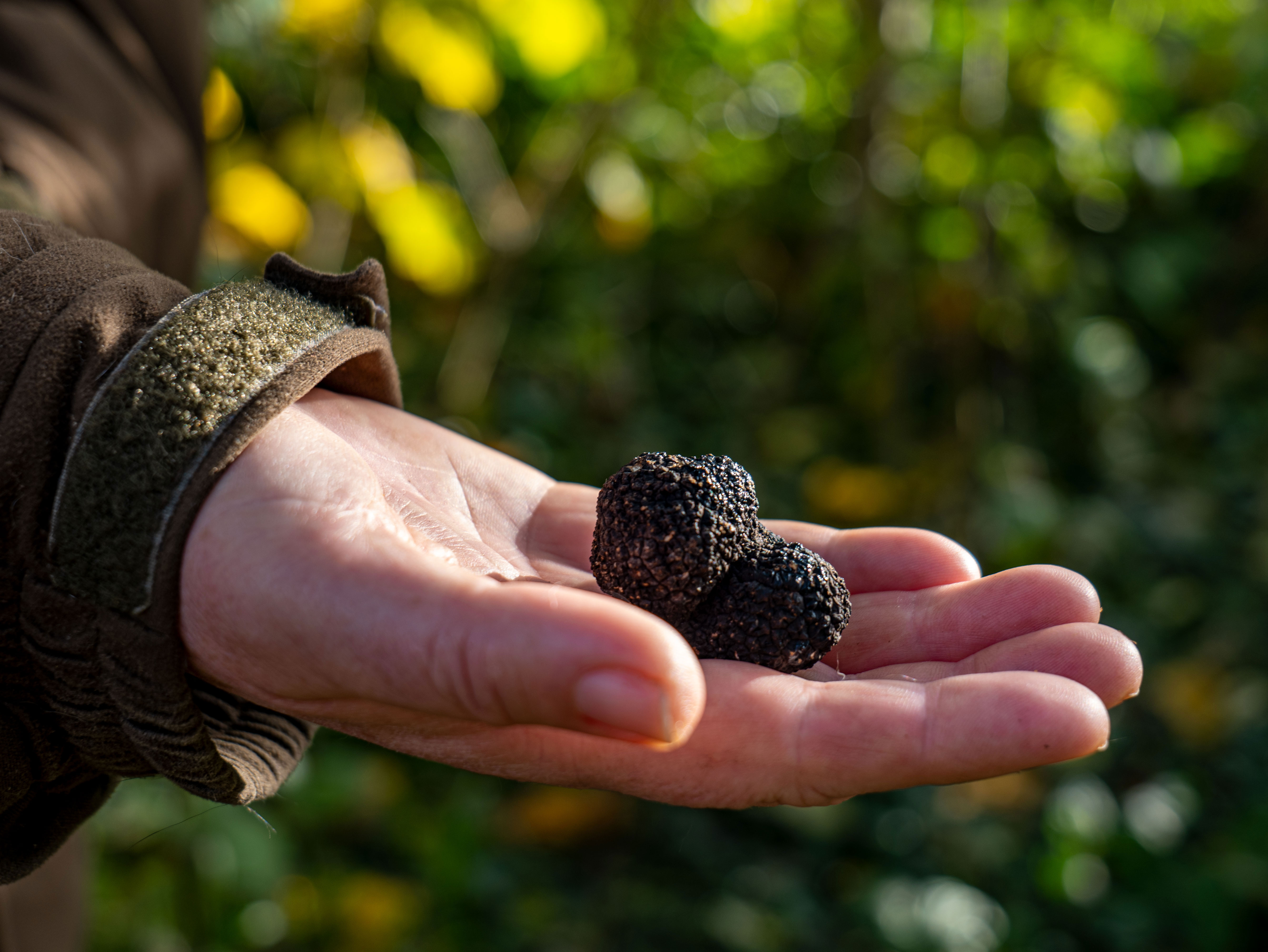 Les truffes, trésors de la gastronomie, se découvrent de plus en plus souvent dans les jardins en France, suscitant l’engouement. Copyright (c) Hugbee/Istock.