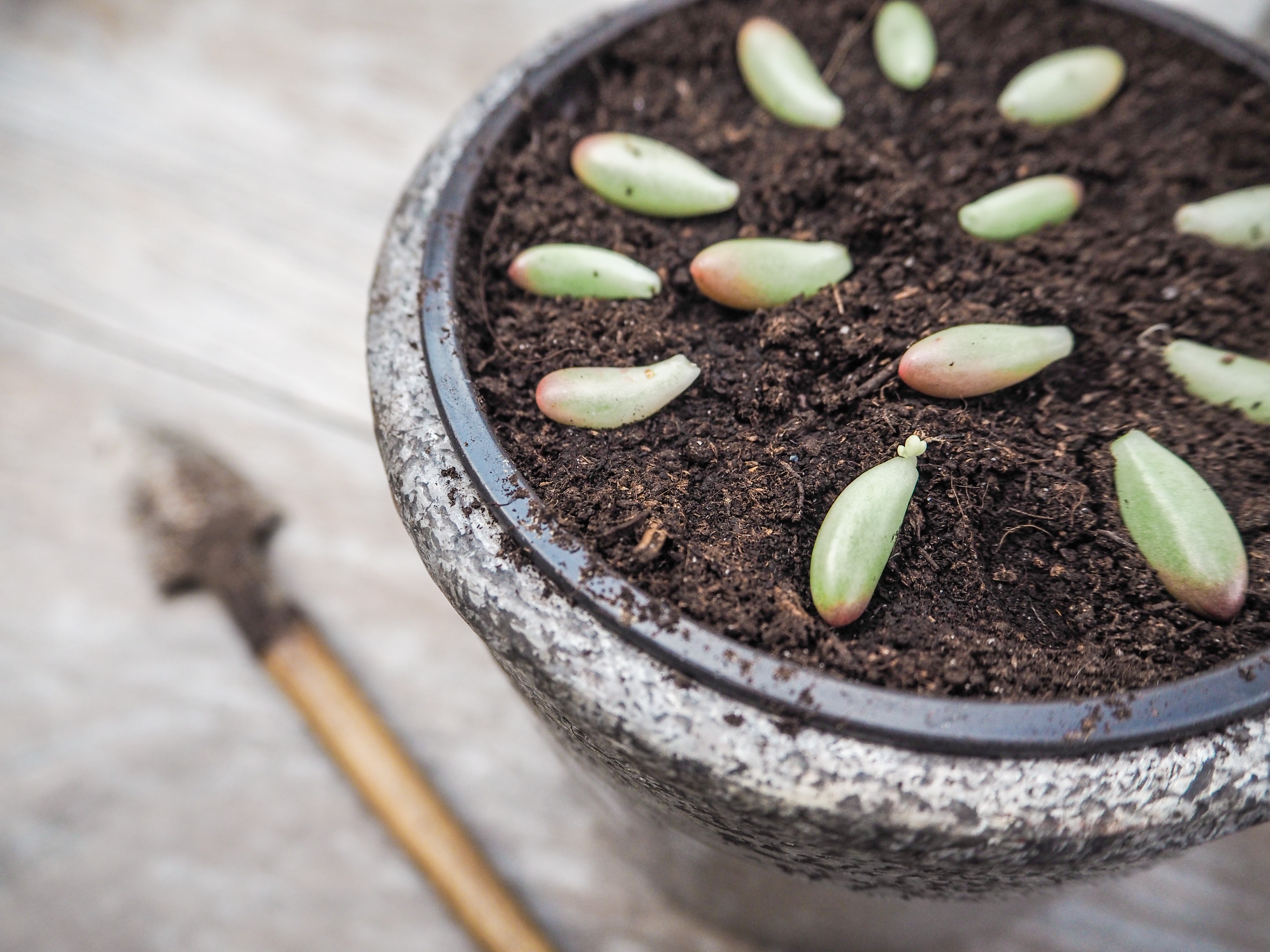Le bouturage des plantes grasses est très simple : déposez juste une petite feuille ou un bout de tige sur un substrat très drainant et sec et vous obtiendrez, en quelques semaines, une nouvelle succulente. Copyright (c) 2017 Luoxi/Shutterstock.