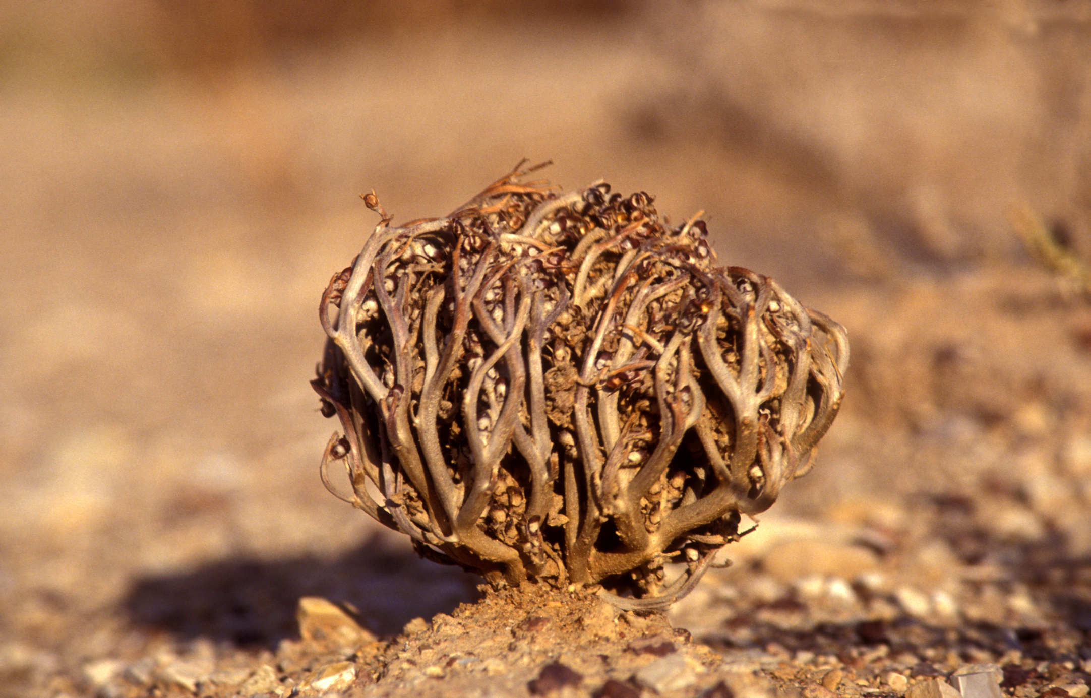 Rose De Jéricho Naturelle - Plante Magique De Résurrection | Marque Balla