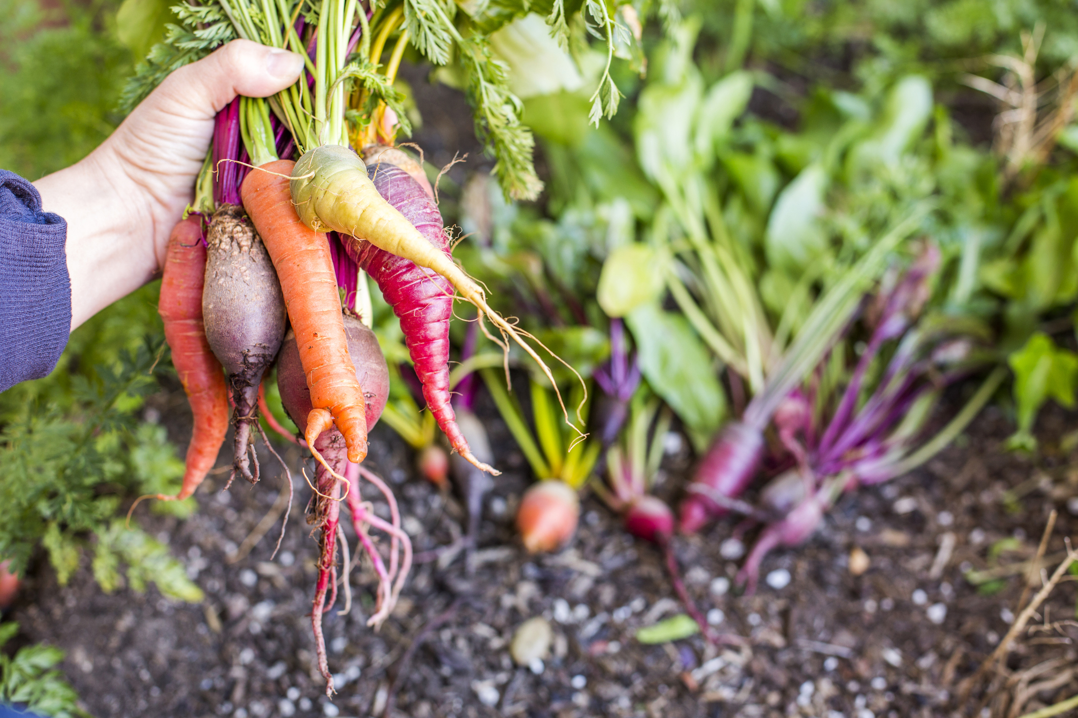 Pour ne pas être contaminé par la maladie du renard, il est recommandé de laver les fruits et les légumes de son jardin avant de les consommer. Copyright (c) Adam Hester/ Istock