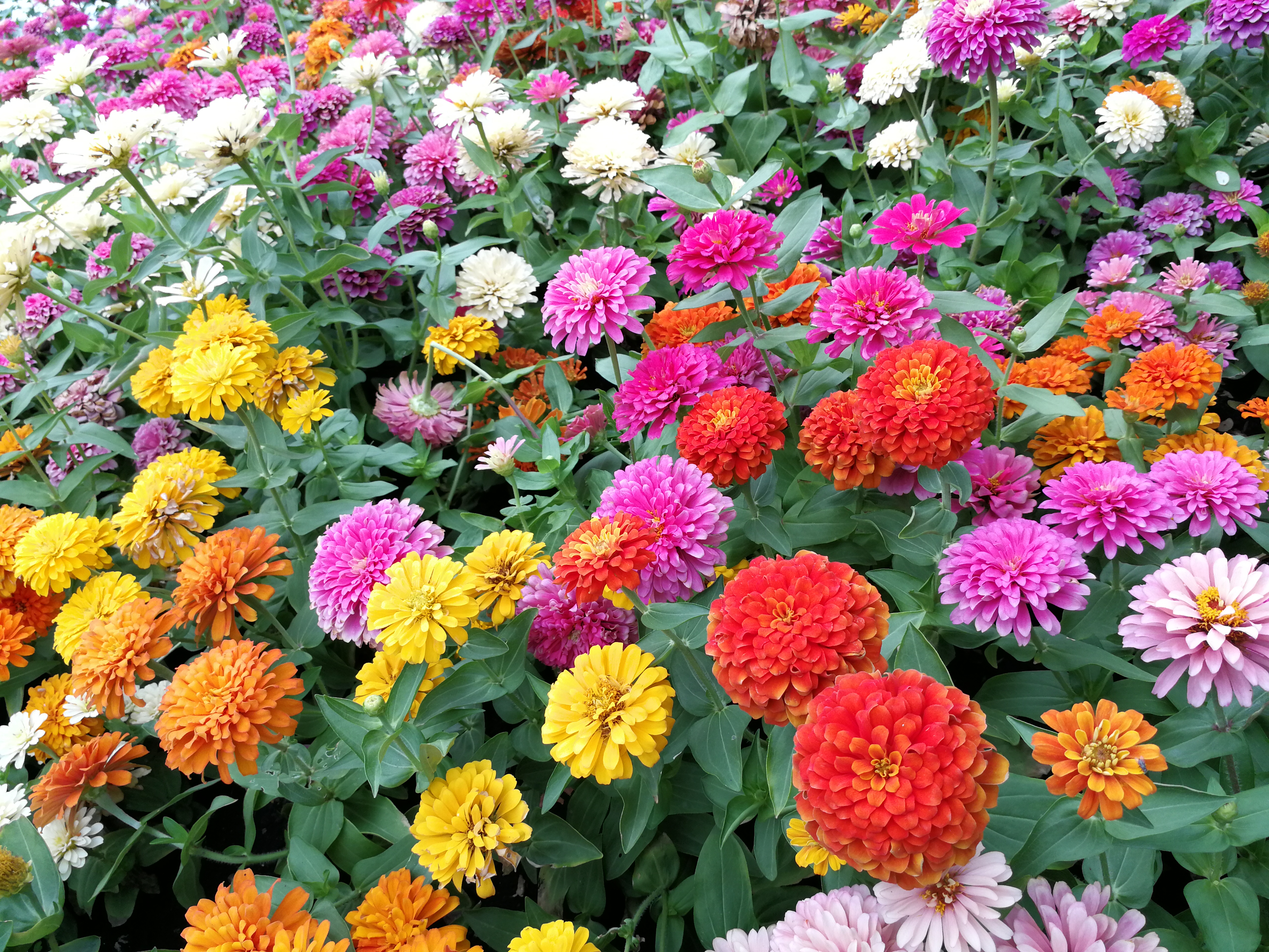 Zinnia : des fleurs tout l’été, jusqu’aux premières gelées ! Copyright (c) 2021 SUJITTRA PHONGVIVAT/Shutterstock.
