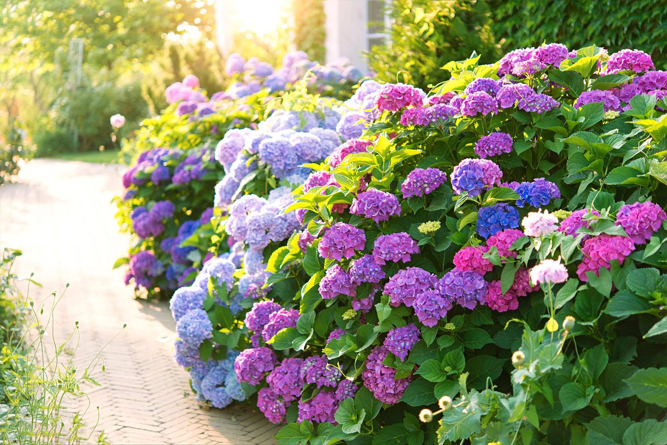 Hortensia en pleine terre : 8 conseils pour en prendre soin - Le Parisien  Jardin