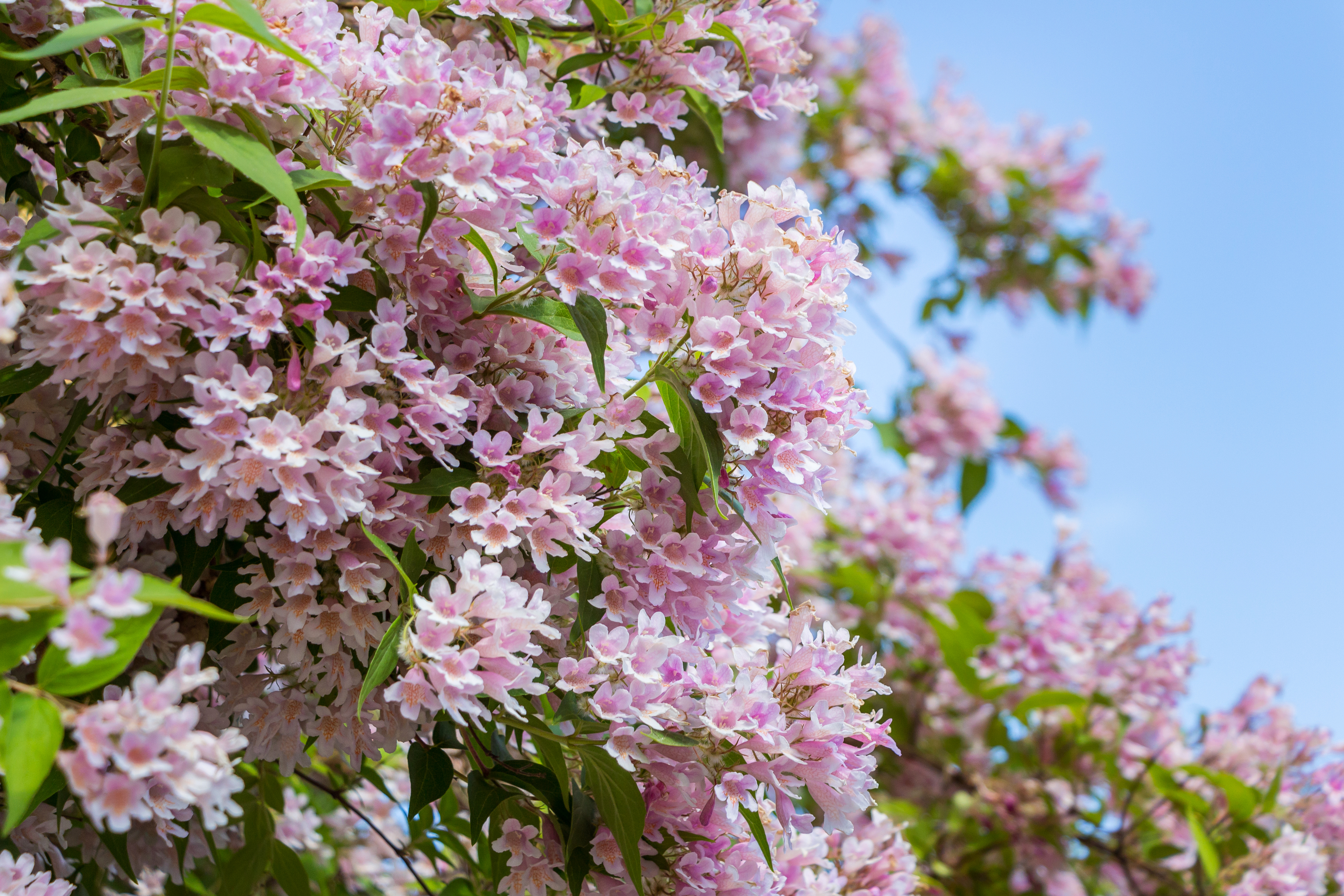 Le Kolkwitzia amabilis, également appelé l’arbuste de beauté, est réputé pour sa facilité de culture et sa résilience face aux différents climats. Copyright (c) 2019 Tatyana Bakul/Shutterstock.