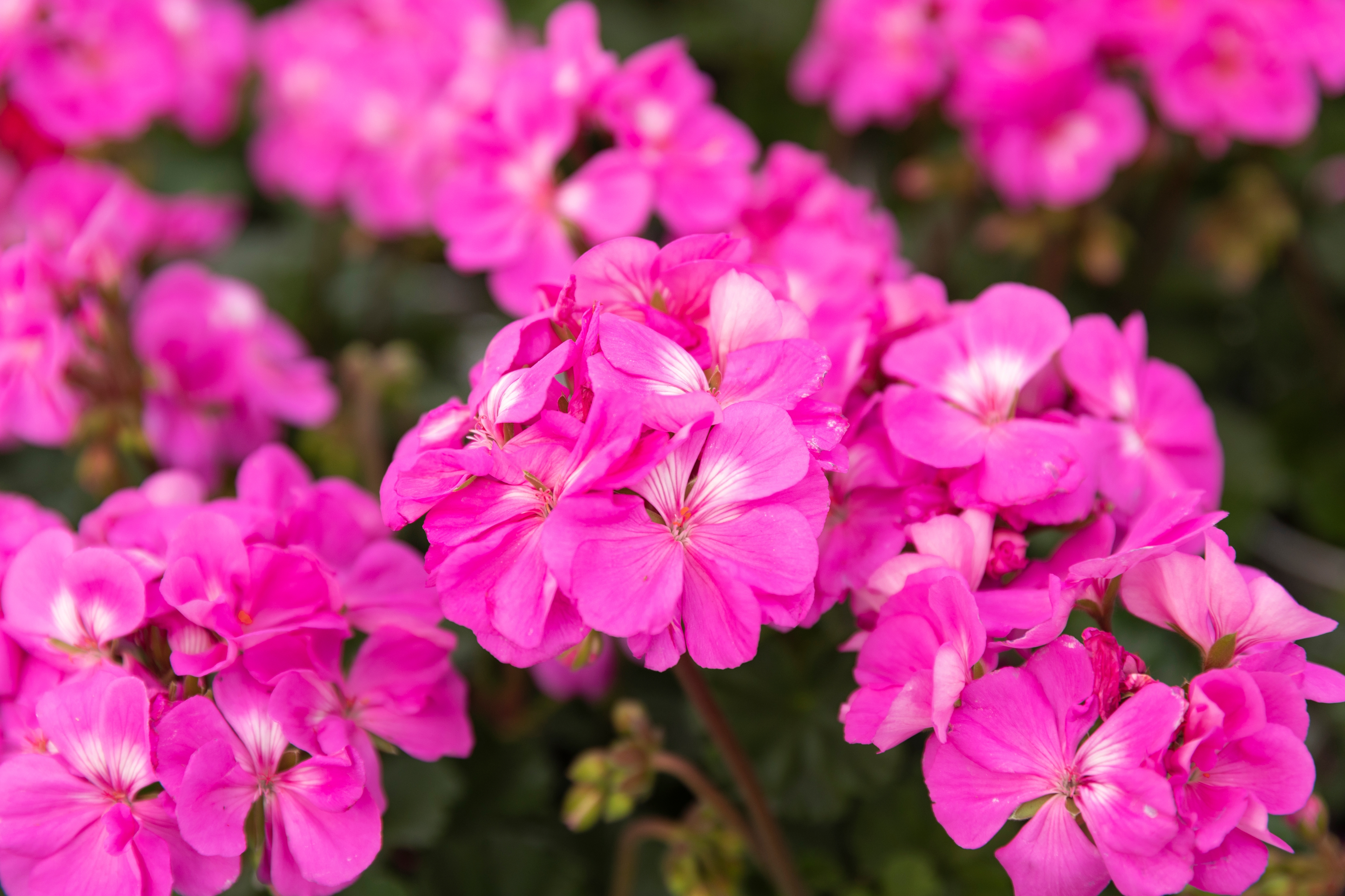 Le pélargonium, proche du géranium, est une magnifique plante fleurie pour l’extérieur. Copyright (c) 2023 Alyh M/Shutterstock.