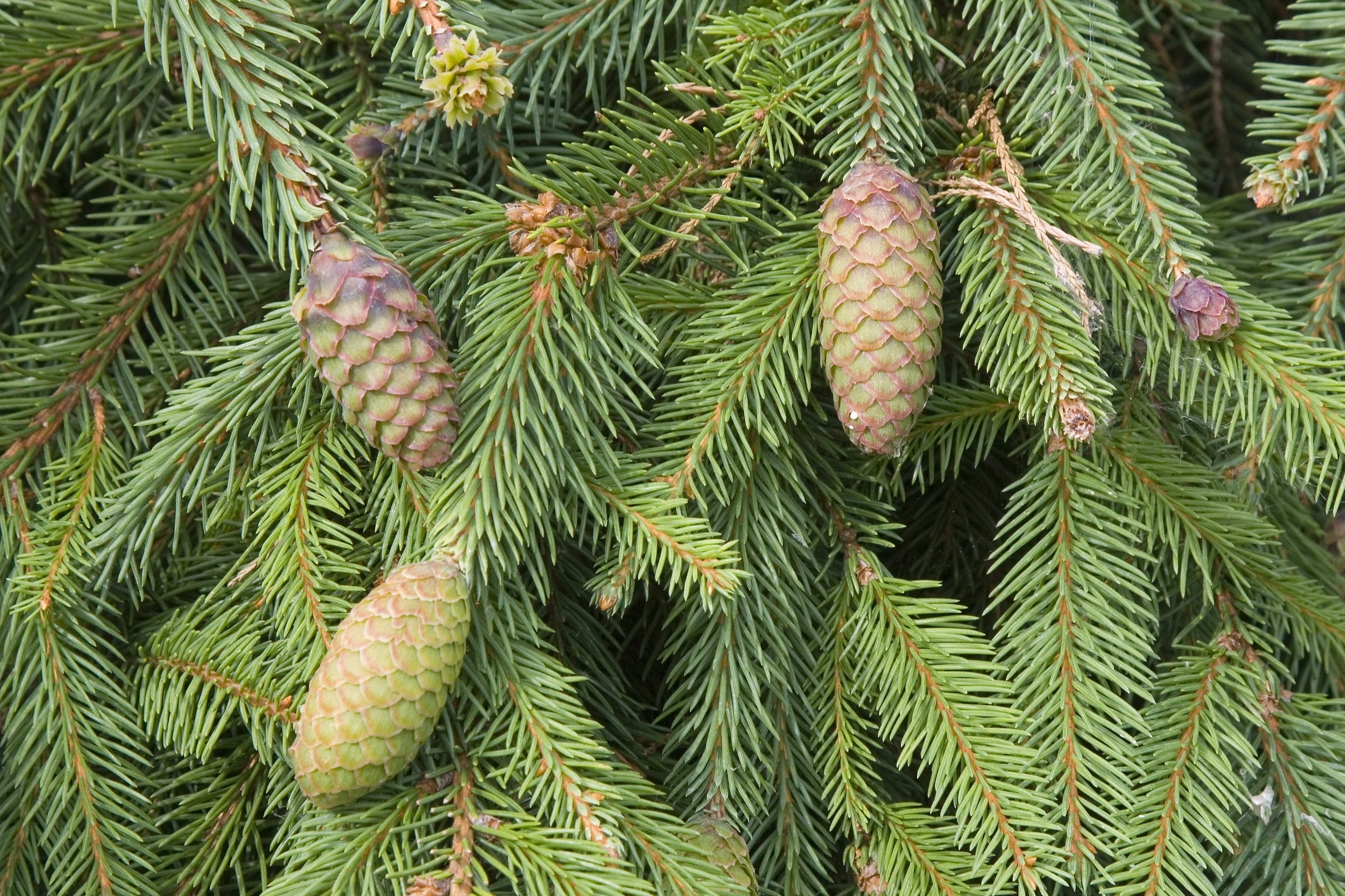 L’épicéa est le conifère le plus répandu en Europe. Pouvant atteindre plus de 30 mètres de hauteur, il est destiné à agrémenter les grands espaces. Copyright (c) jerryhopman/Istock.