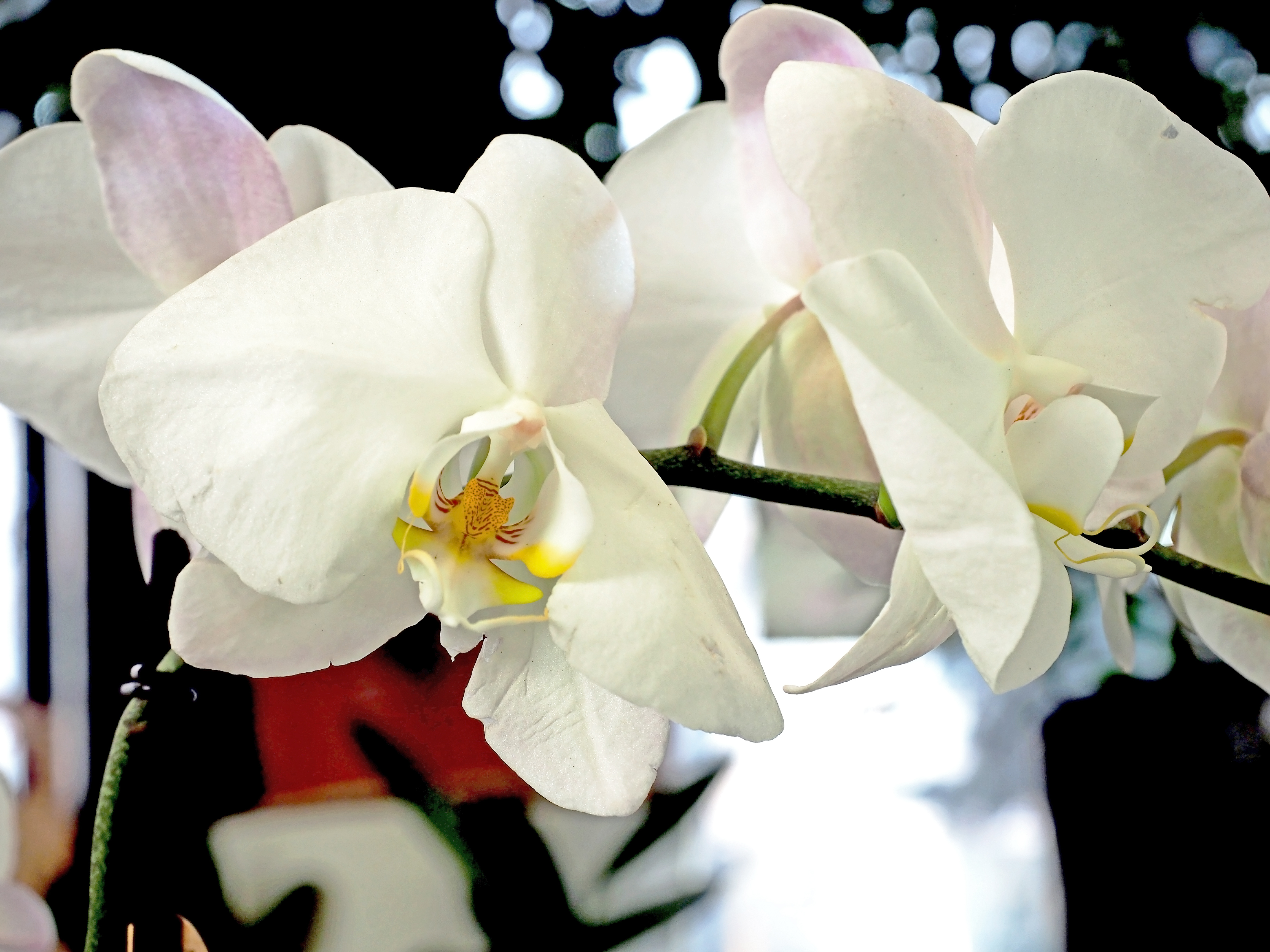 La Phalaenopsis aphrodite fait partie des orchidées les plus courantes et faciles à entretenir. Copyright (c) Petrovval/Istock.