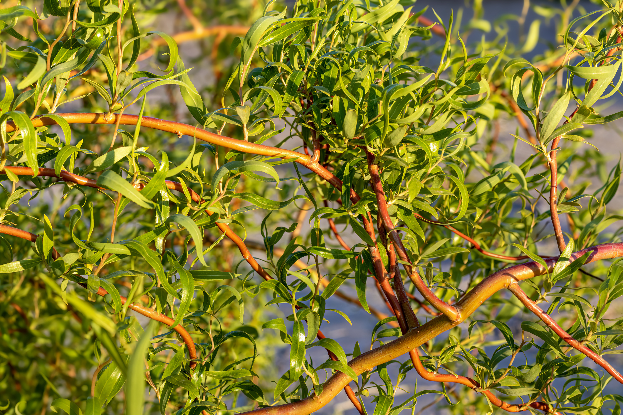 Particulièrement ornemental, le saule tortueux adopte une forme irrégulière, et arbore un feuillage ondulé très original. Copyright (c) lassi meony/ Istock