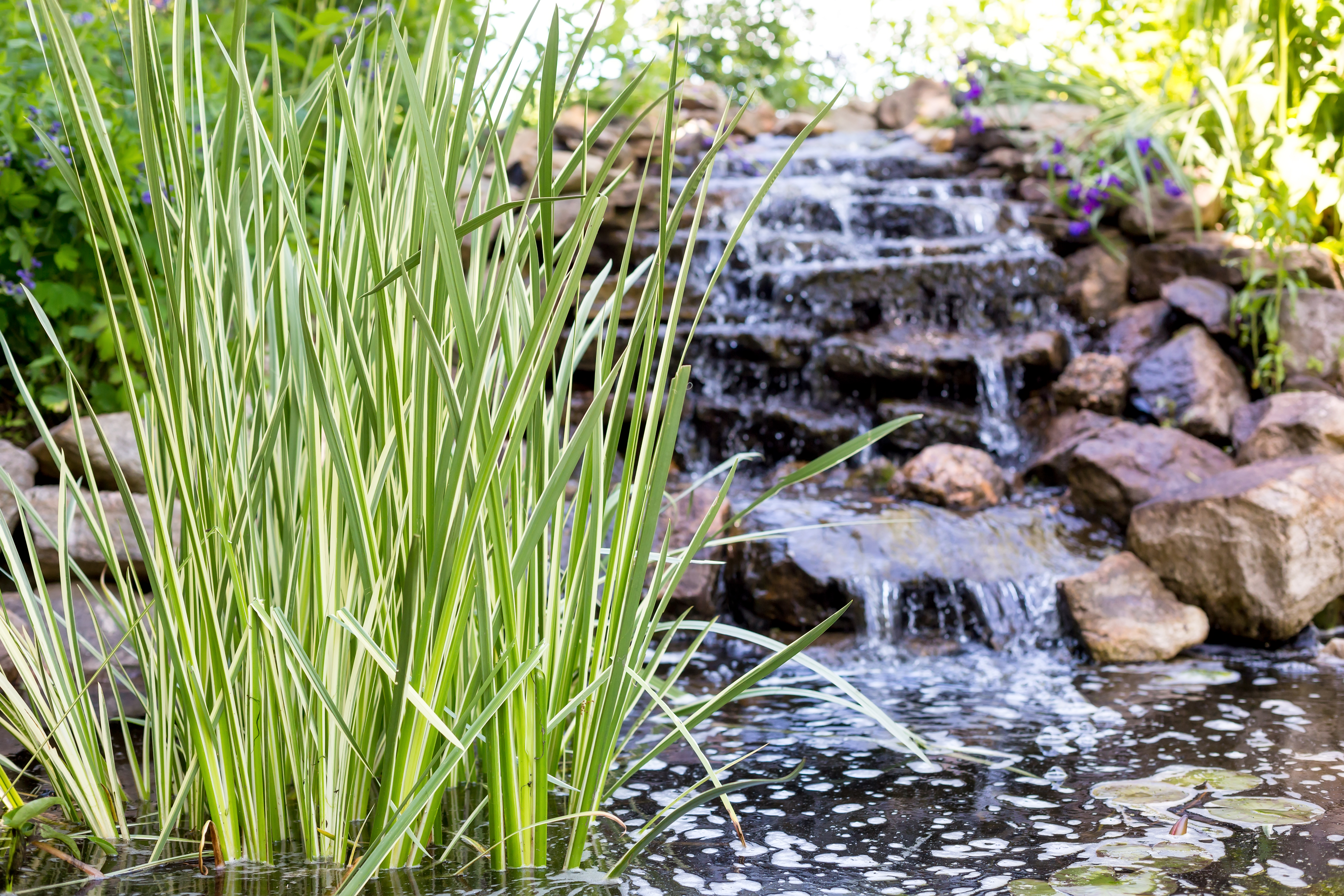 Rustique, résistant, peu exigeant… L’acore odorant est une plante résolument facile à vivre, en plus de posséder de belles qualités ornementales en raison de son port hérissé et de ses feuilles aériennes. Copyright (c) Mary SwiftSwift/Istock.