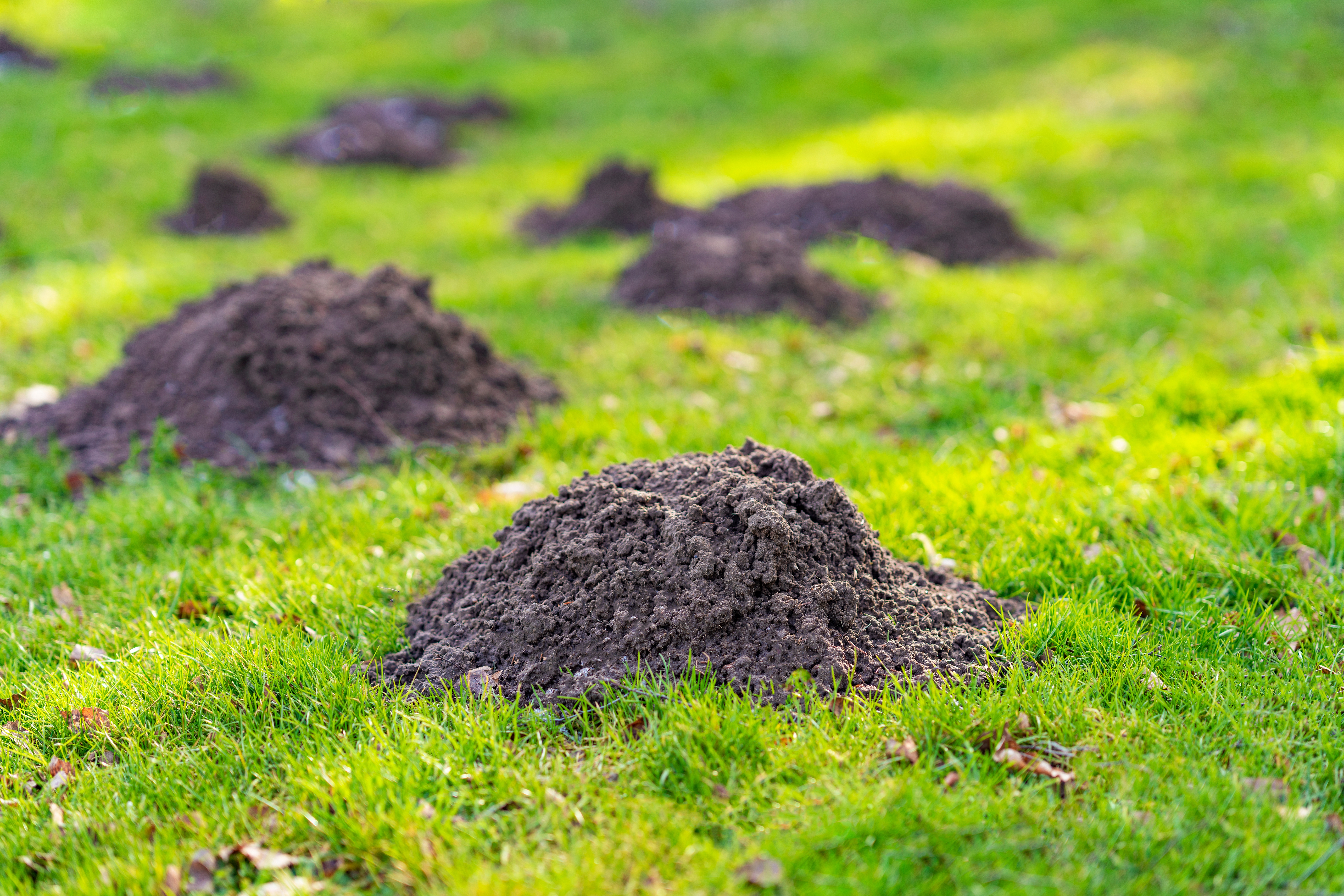 Il existe de nombreuses solutions pour dissuader les taupes de venir squatter votre jardin. Copyright (c) 2022 Kamil Macniak/Shutterstock.