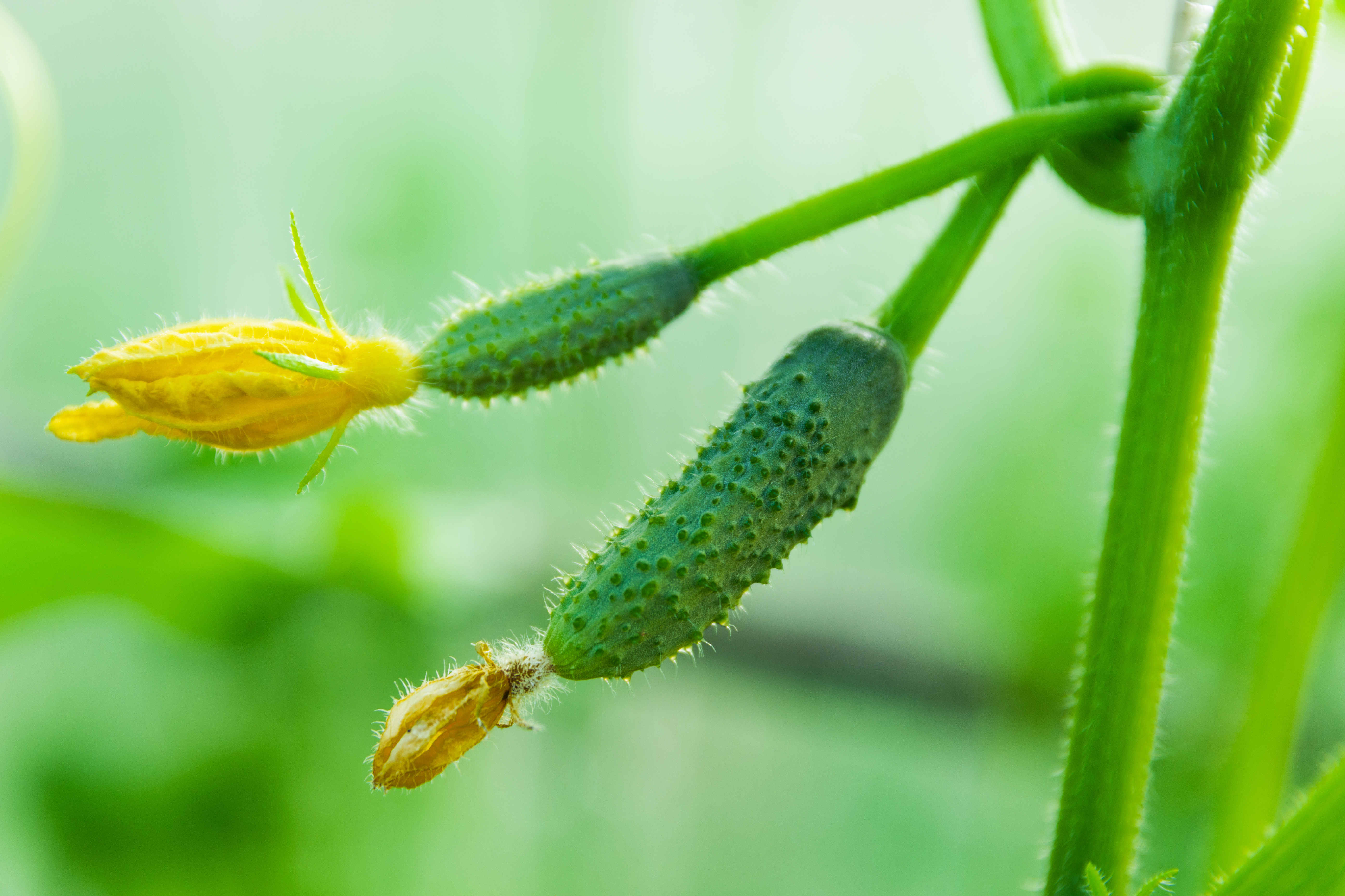 Envie de réaliser vos propres bocaux de cornichons ? Plantation, entretien, récolte, découvrez comment cultiver ce mini-concombre dans votre jardin ! Copyright (c) 2021 Svett/Shutterstock.