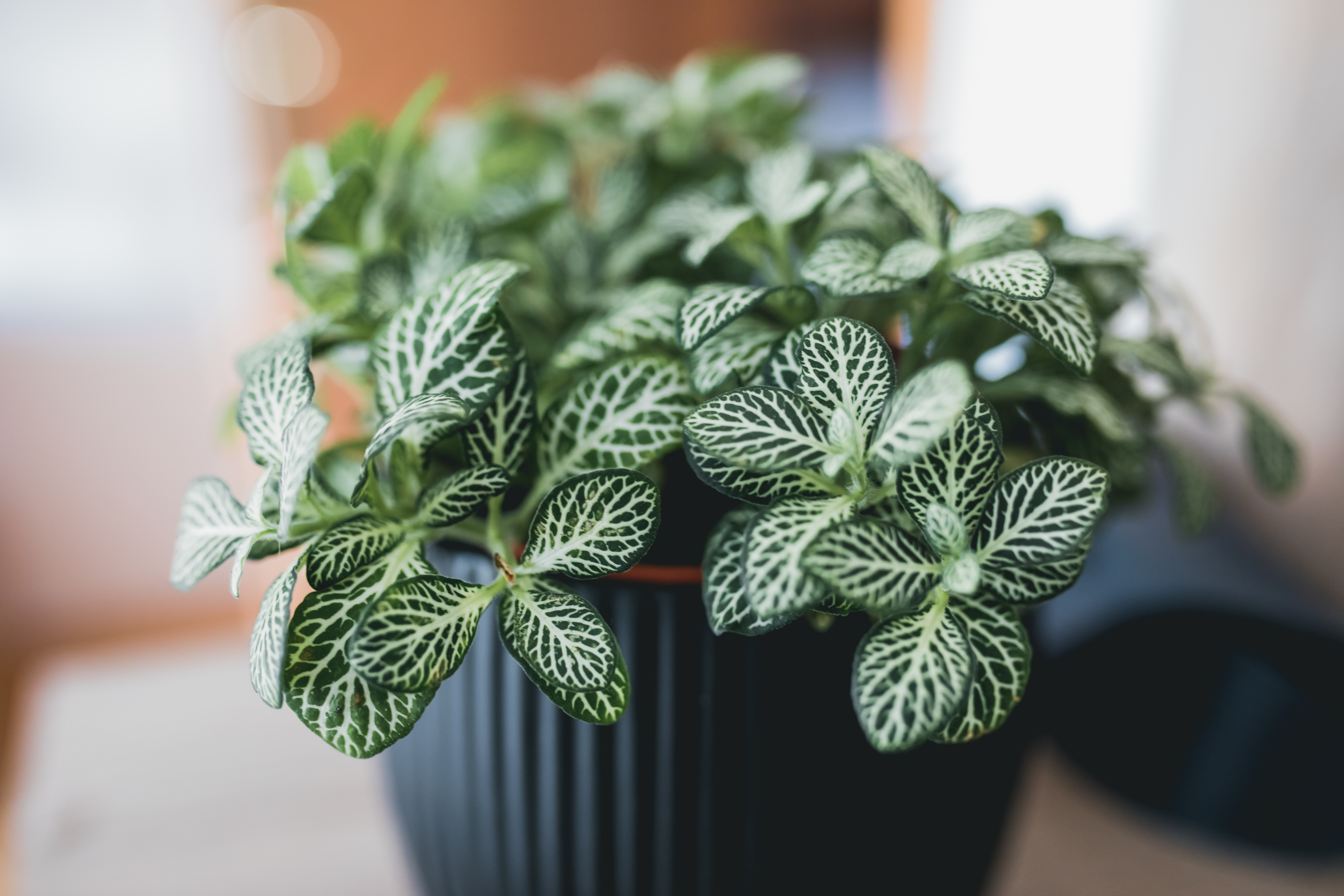 Ces 8 mini-plantes d'intrieur qui se glissent partout sont parfaites pour  dcorer un petit appartement ! - Le Parisien Jardin