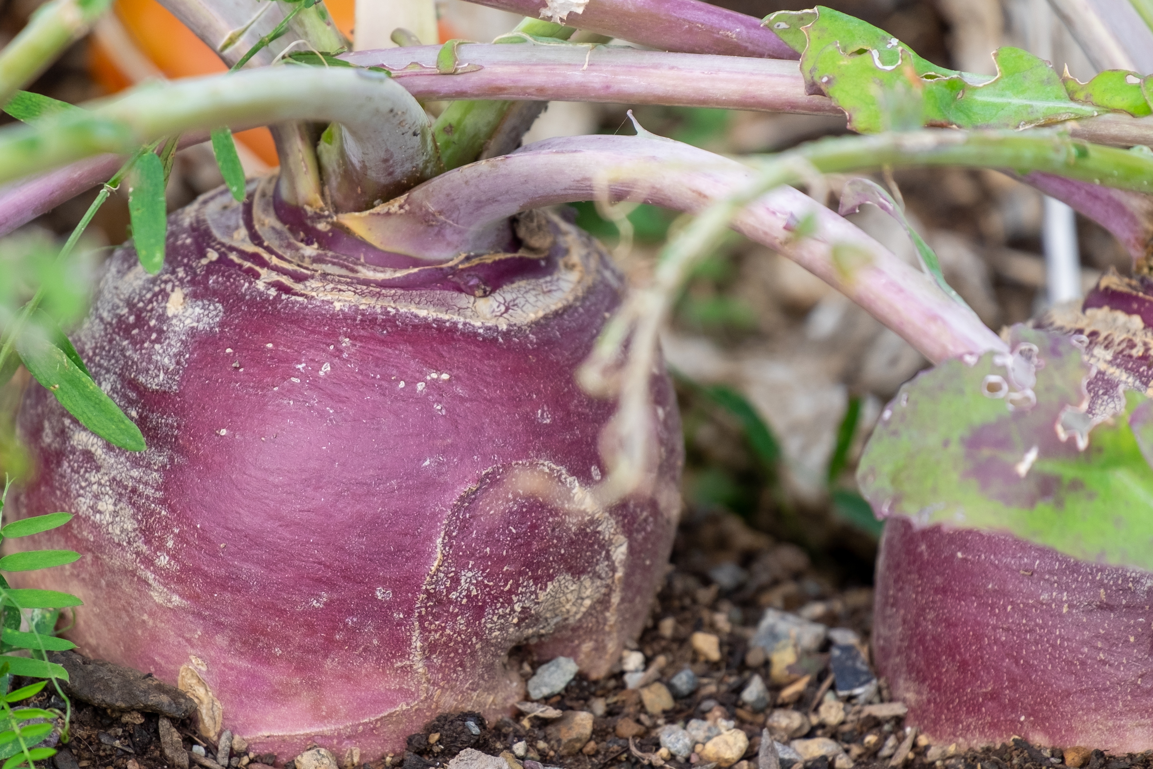 Le rutabaga est un légume racine issu d’un croisement entre le navet et le chou. Copyright (c) 2022 Dolores M. Harvey/Shutterstock.