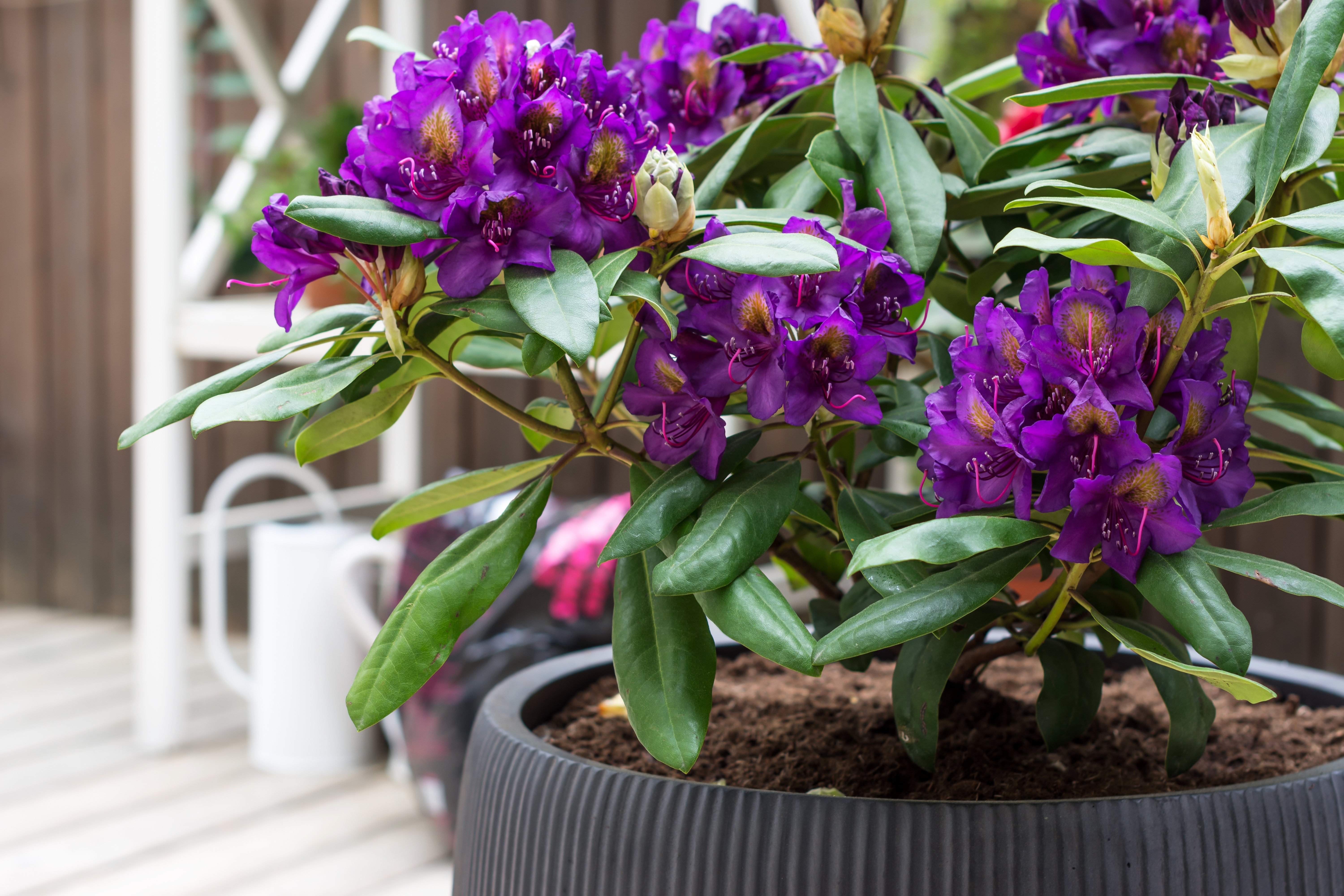 Rhododendron en pot : les conseils, choix du contenant, culture et  entretien - Le Parisien Jardin