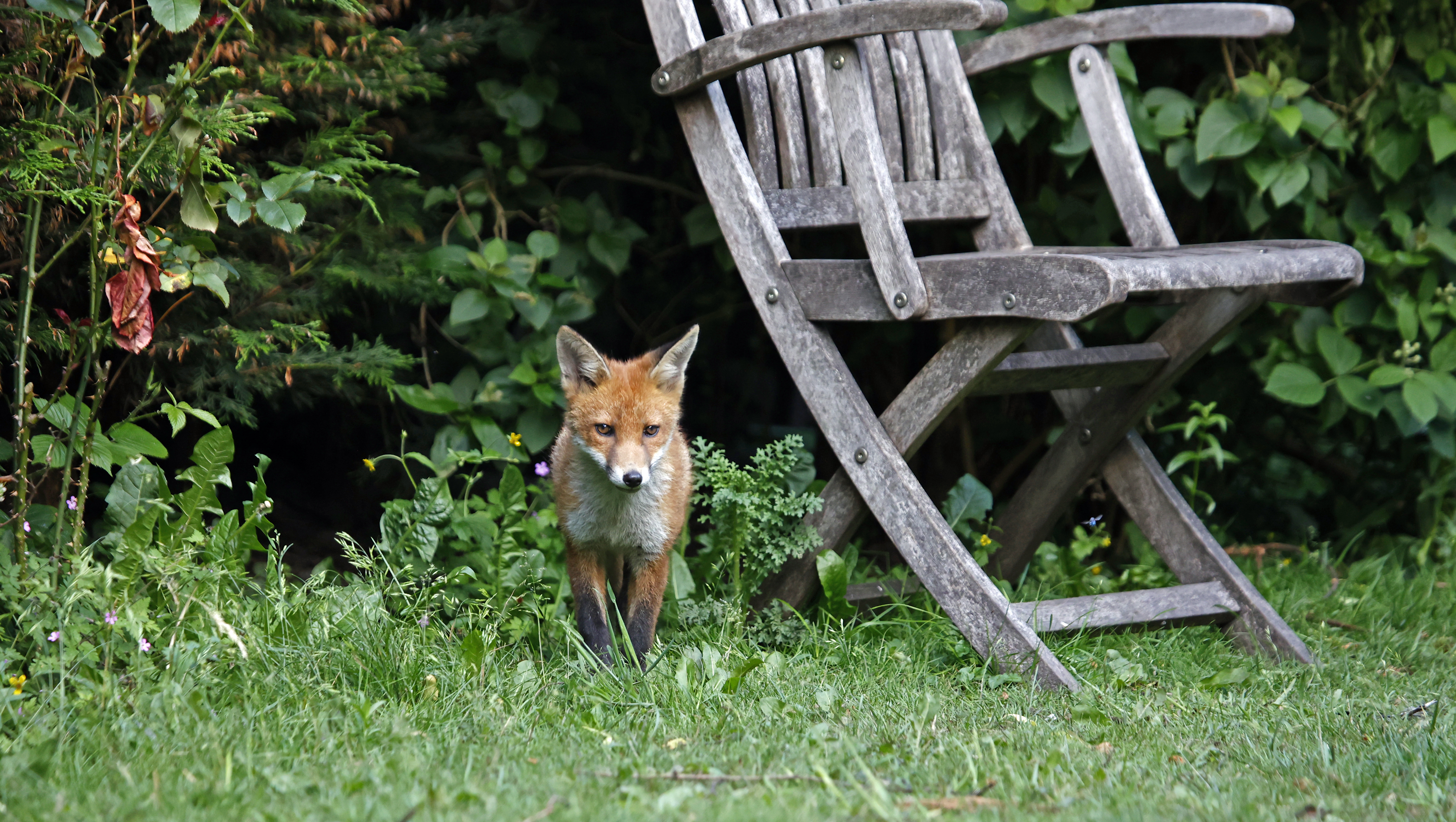 Pour éviter la visite des renards, il faut bien clôturer son jardin et ne jamais laisser de la nourriture à disposition comme des fruits tombés d'un arbre. Copyright (c) Steve Midgley/Istock.