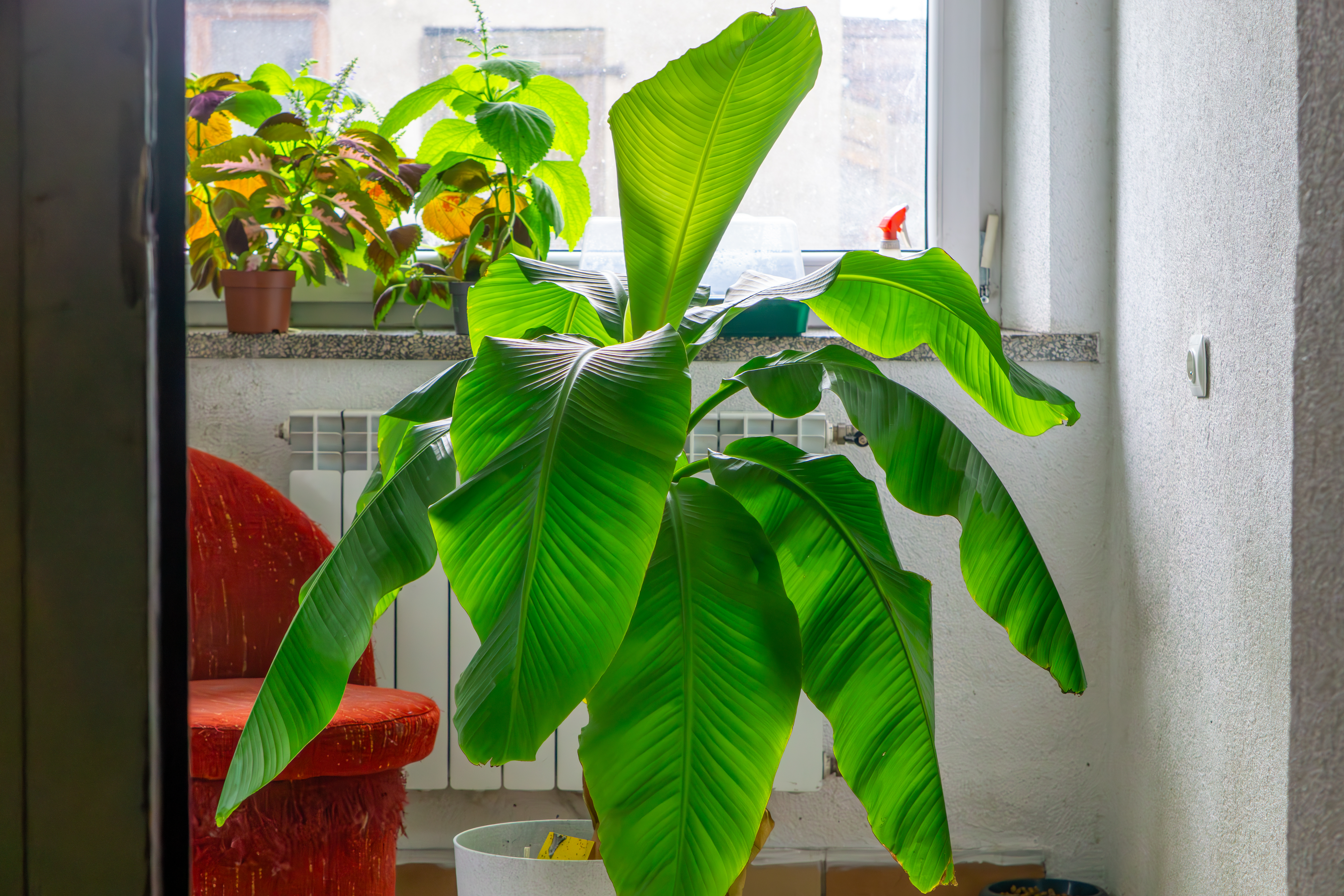 Comment cultiver un bananier en pot dans une vranda ? - Le Parisien Jardin