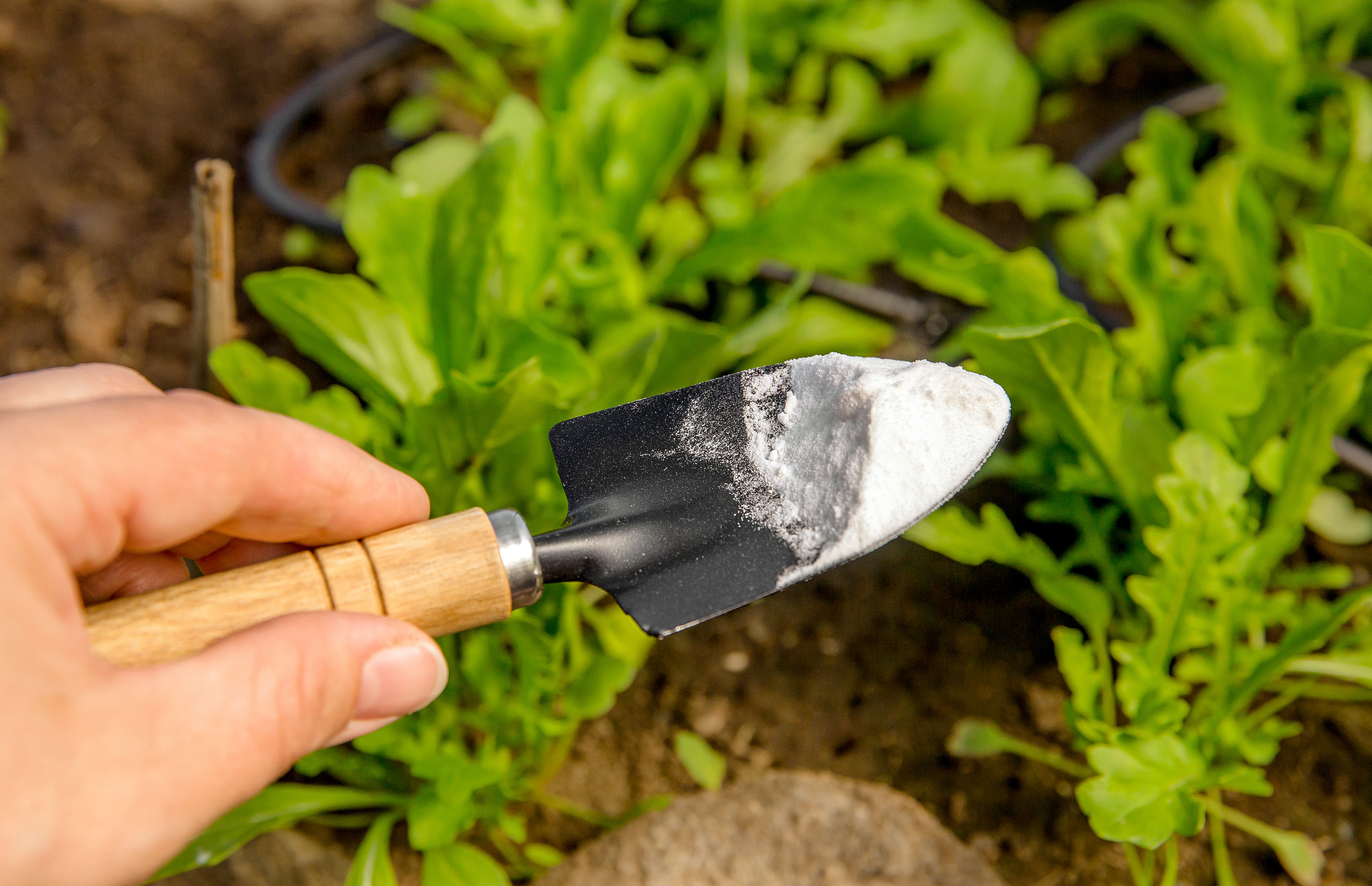 Saviez-vous que le bicarbonate de soude est aussi très utile au jardin ? Copyright (c) 2021 FotoHelin/Shutterstock.