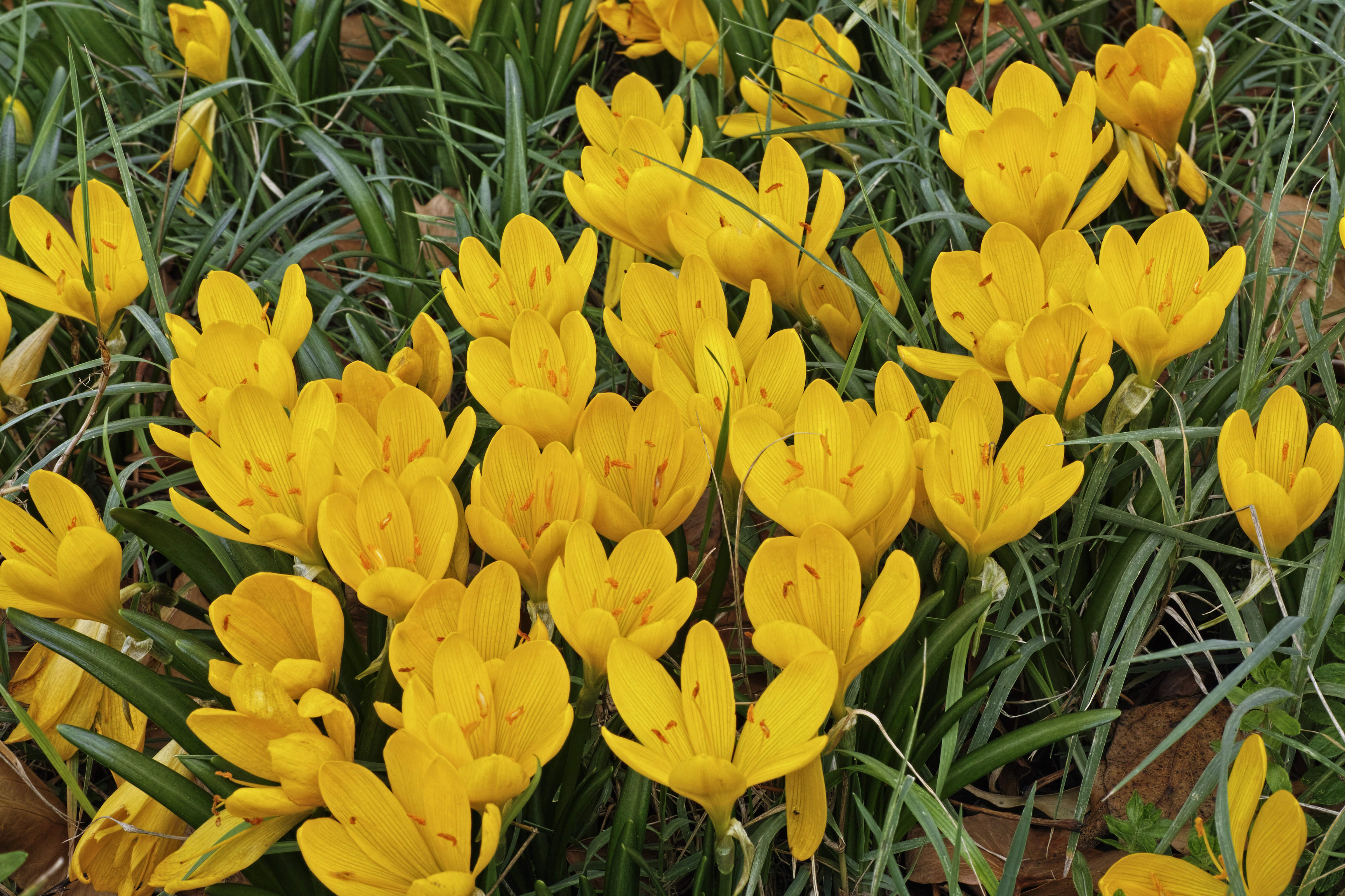 Crocus jaune : plantation, entretien, soin | Le Parisien