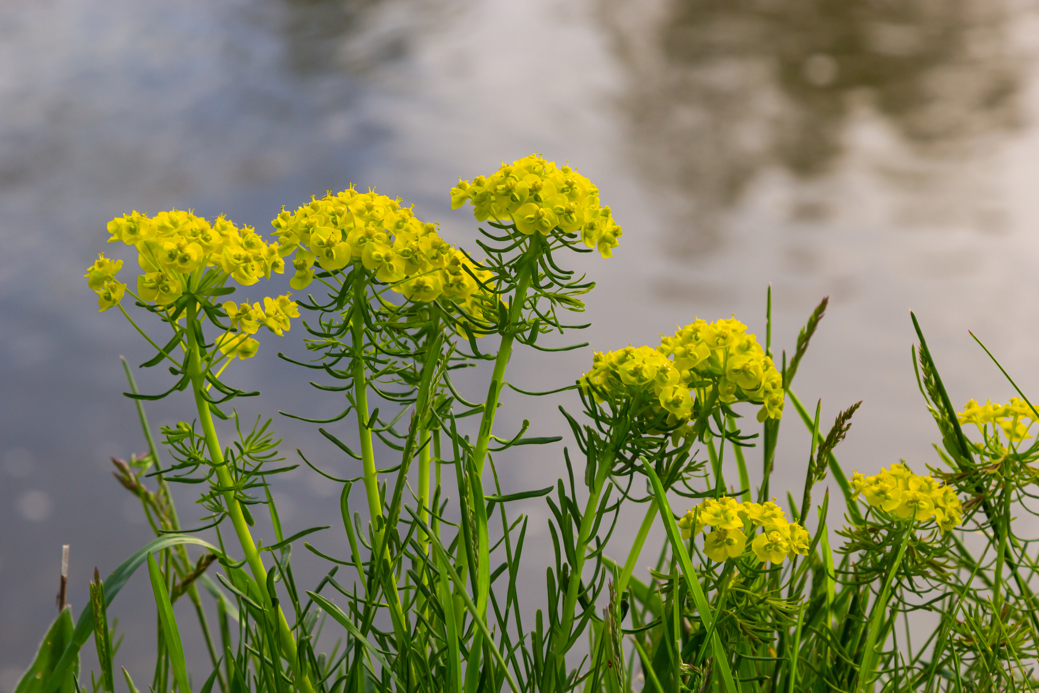 Les 10 plus belles varits d'euphorbes  cultiver et collectionner - Le  Parisien Jardin
