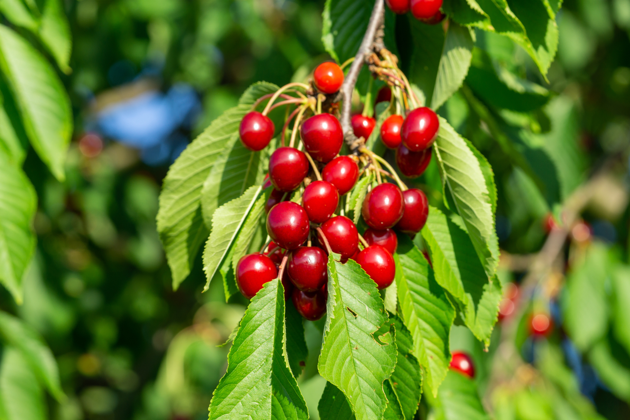 Le merisier est un arbre aux multiples facettes qui occupe une place spéciale dans nos écosystèmes et nos cultures. Copyright (c)Animaflora/Istock