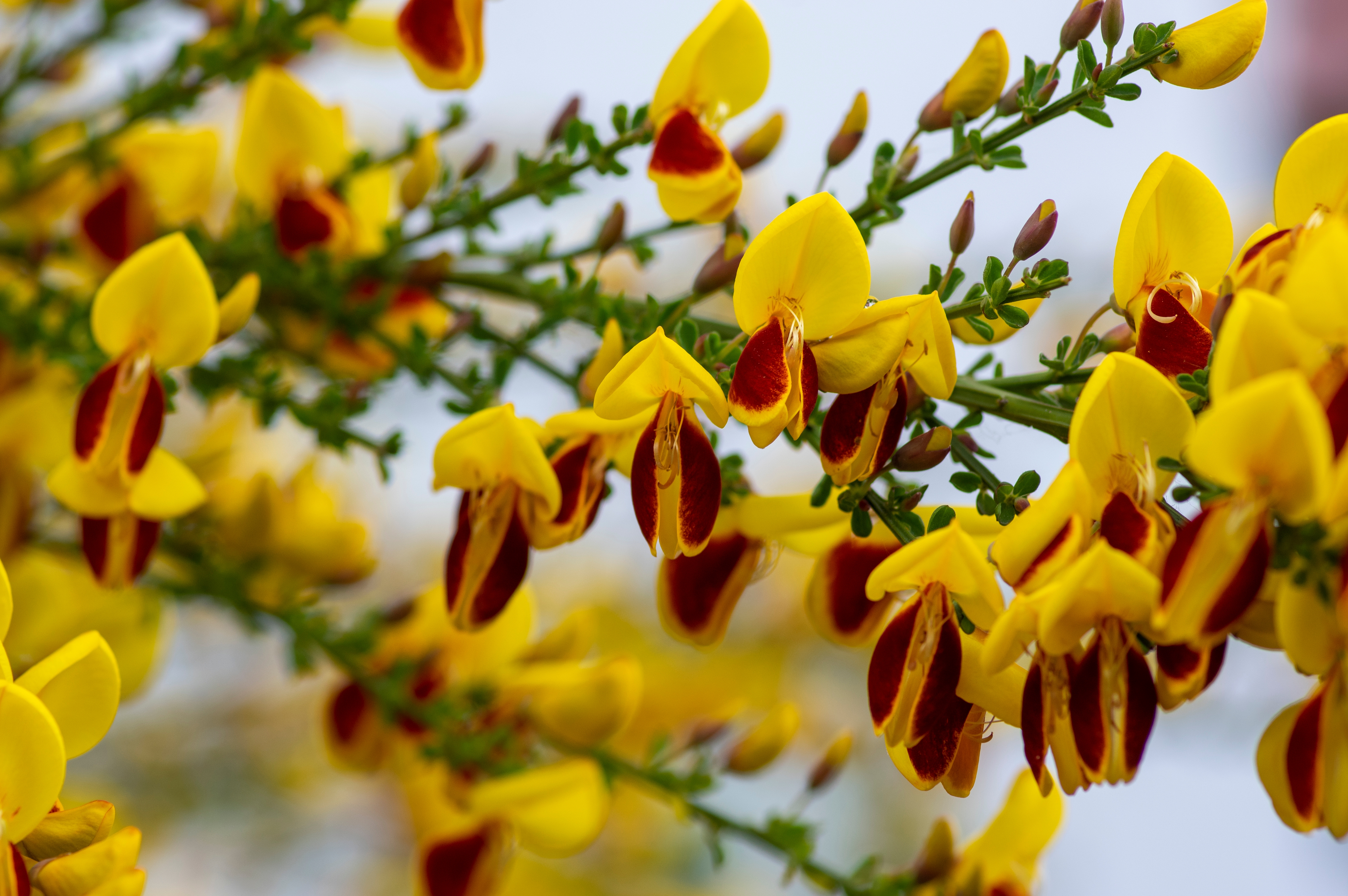 Le genêt à balais (Cytisus scoparius) est l’un des genêts les plus courants en Europe. Copyright (c) 2021 Iva Vagnerova/Shutterstock.