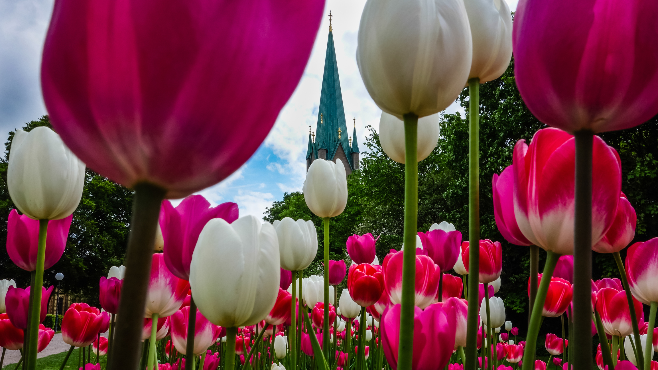 Les visiteurs du château de Cheverny, dans le Loir-et-Cher, peuvent admirer au printemps un parterre de 500 000 tulipes. Photo d’illustration. Copyright (c) Katrin Ray Shumakov/Istock.