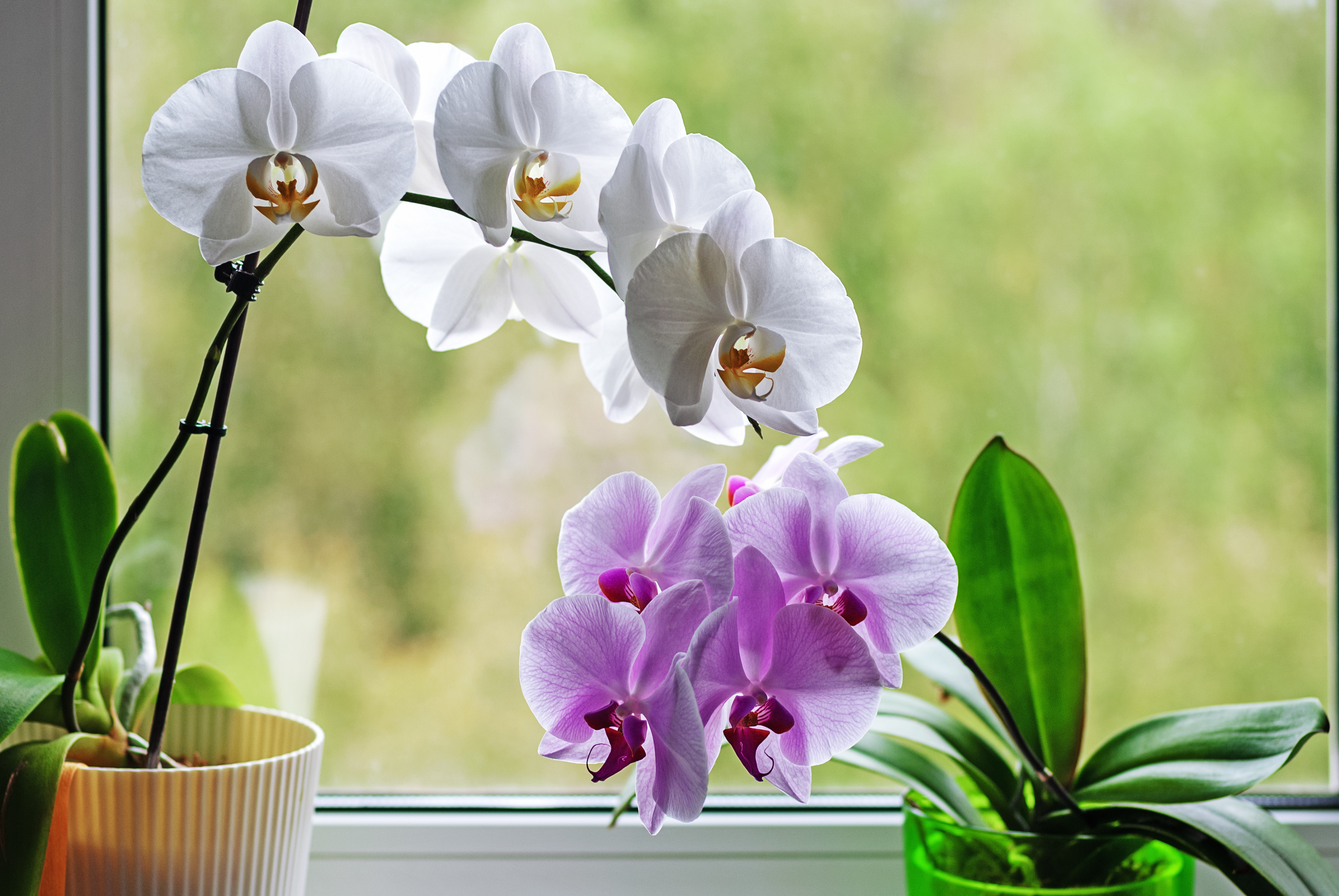 Orchidée Phalaenopsis ou Orchidée papillon : fleur, entretien, culture
