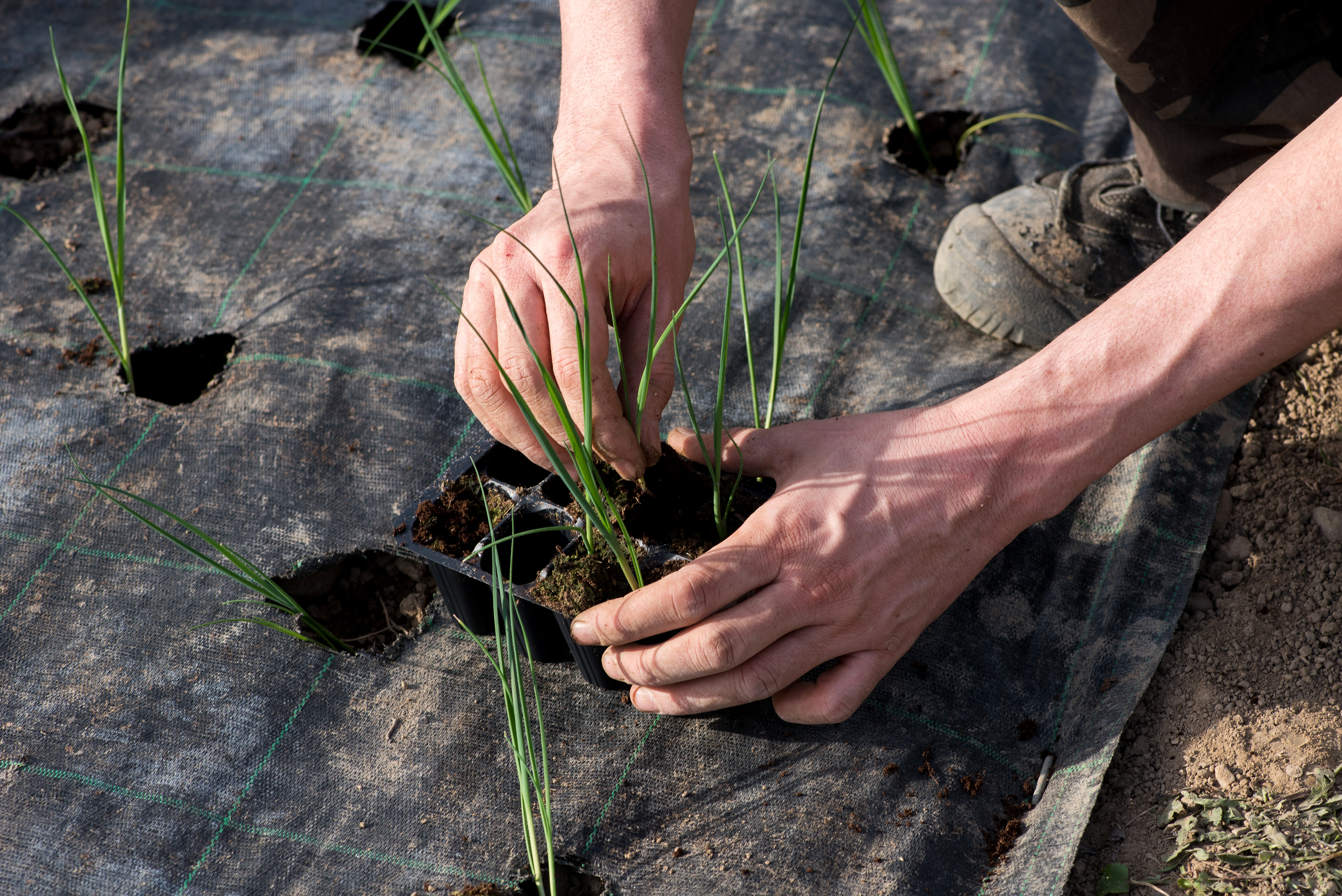 Vous pouvez choisir de repiquer vos jeunes plants de poireaux à différentes dates selon la période de récolte souhaitée. Copyright (c) Photology1971/Istock.