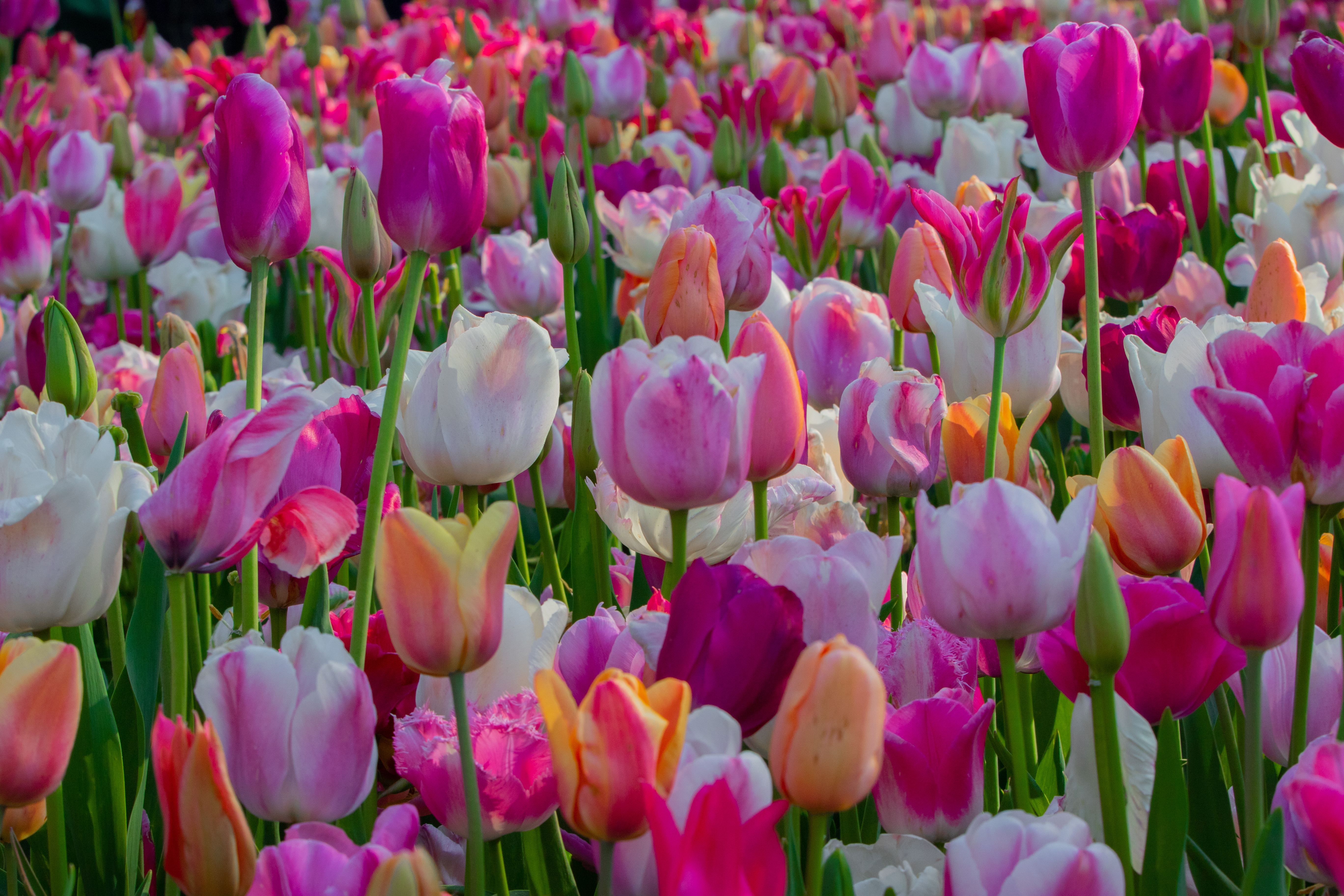 Tulipes, des bulbes aux multiples facettes. Copyright (c) 2022 Seasonsoflife/Shutterstock.