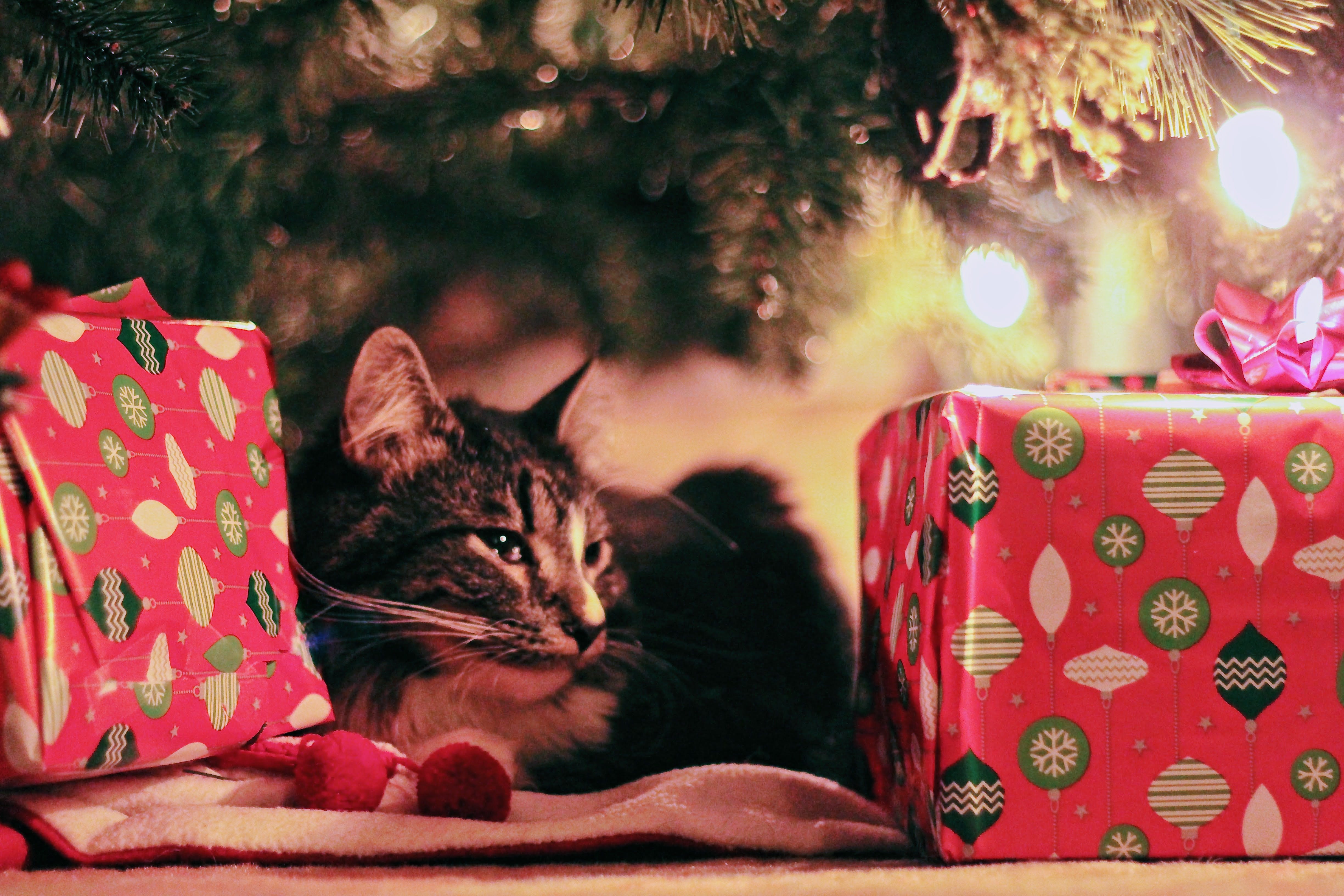 Cadeau de Noël pour animaux : code promo, bon plan… 4 façons d'économiser -  Le Parisien