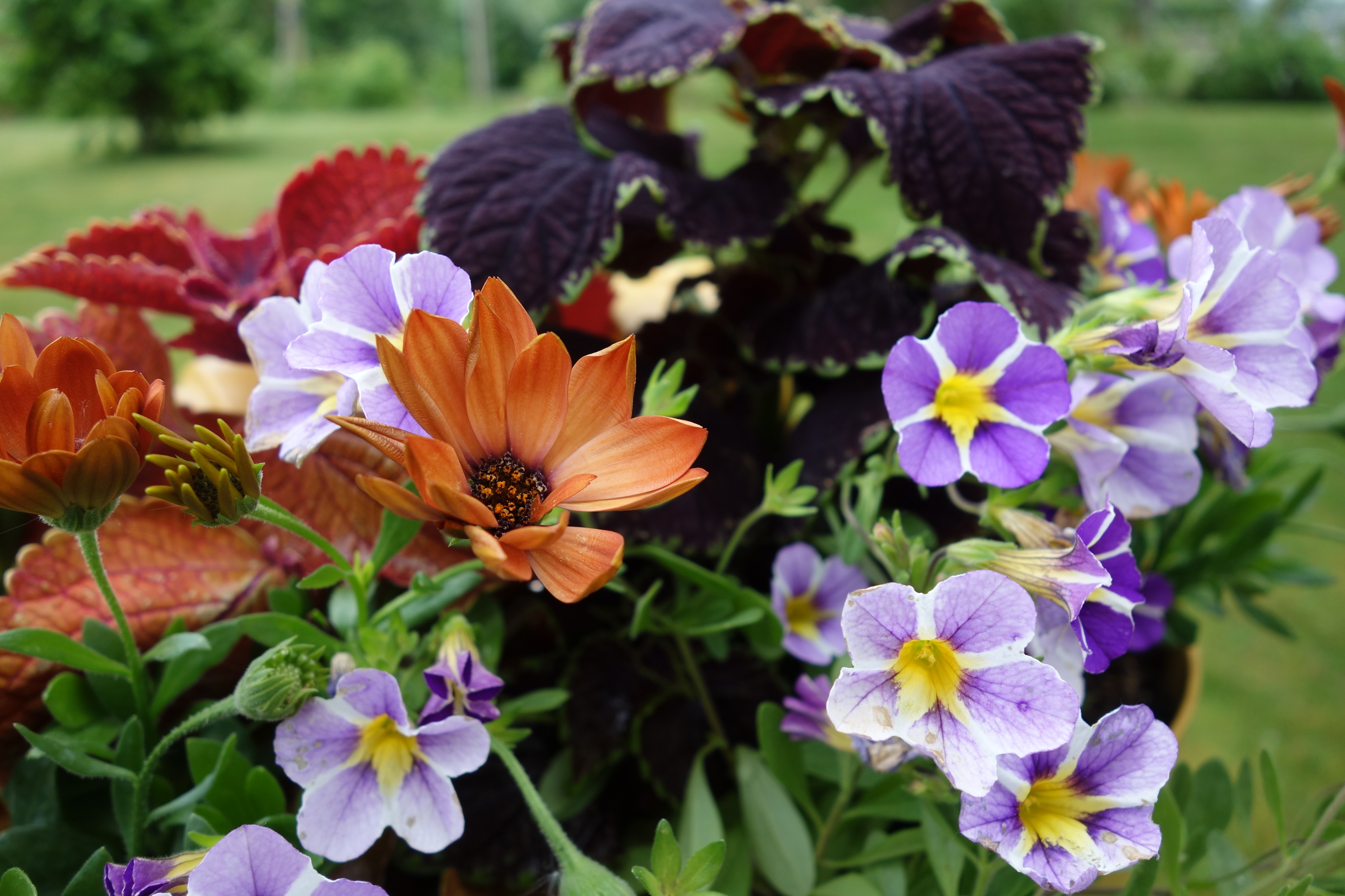 Belle jardinière de fleurs d’été : découvrez nos conseils et des idées de compositions pour un balcon fleuri tout l’été ! Copyright (c) Bruno Nunez.